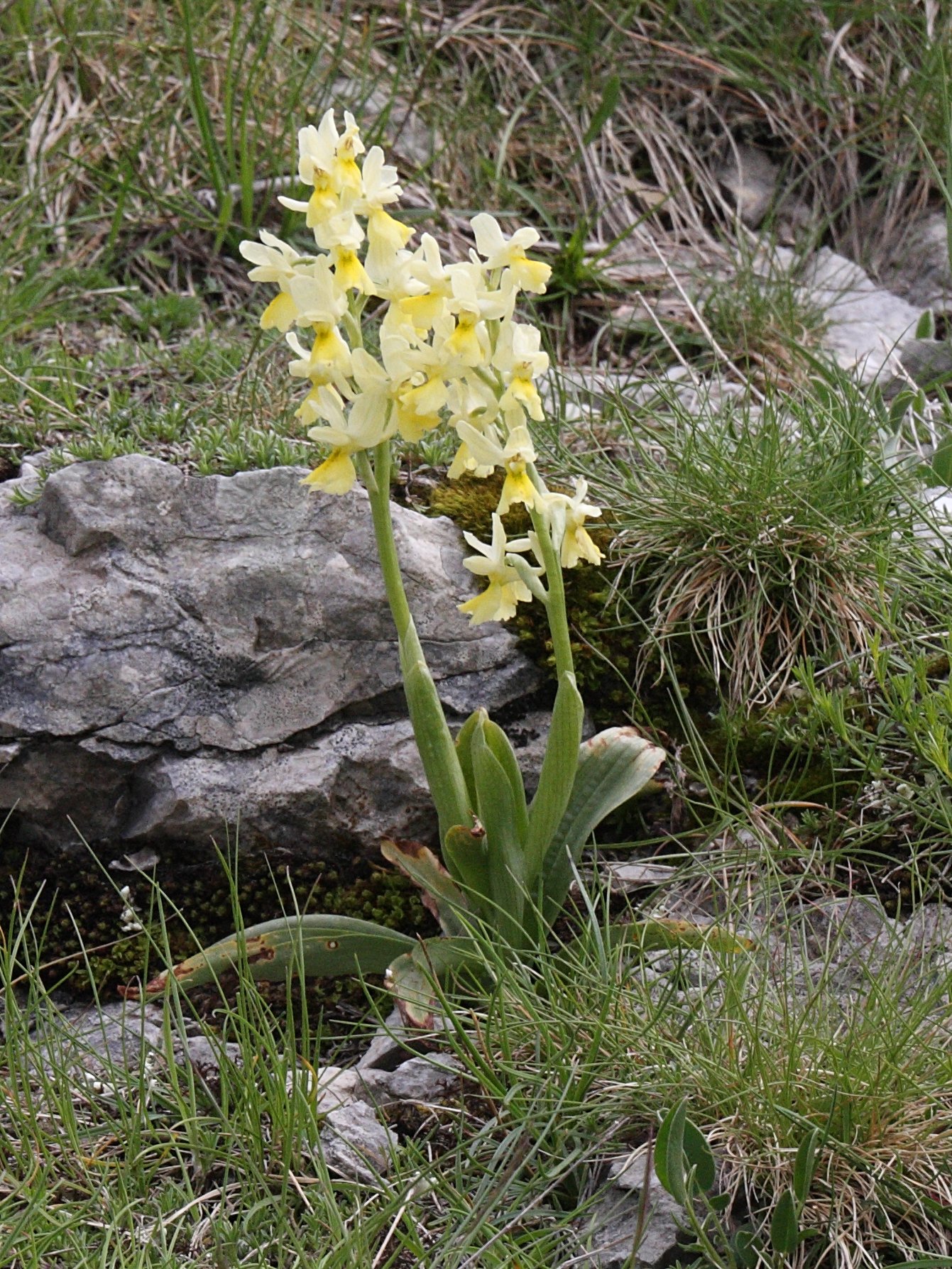 orchis_pauciflora1bd
