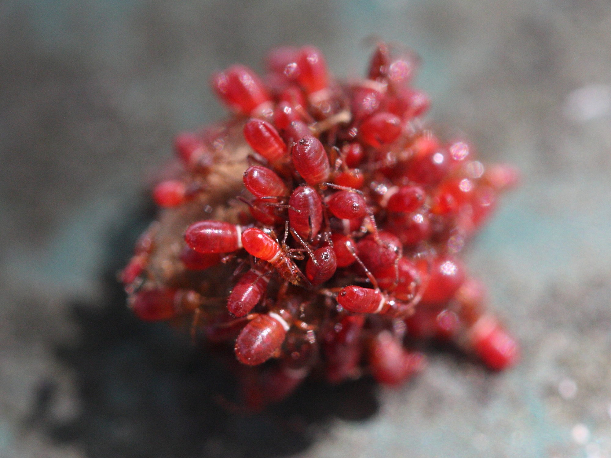 oxycarenus_lavaterae2md