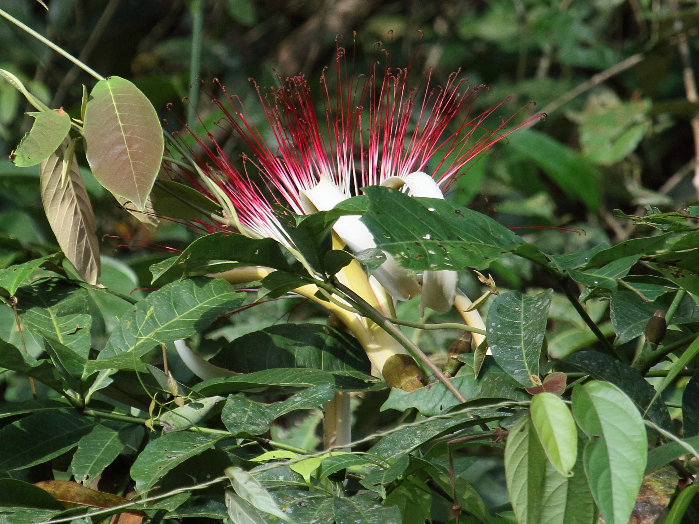 pachira_aquatica10bd