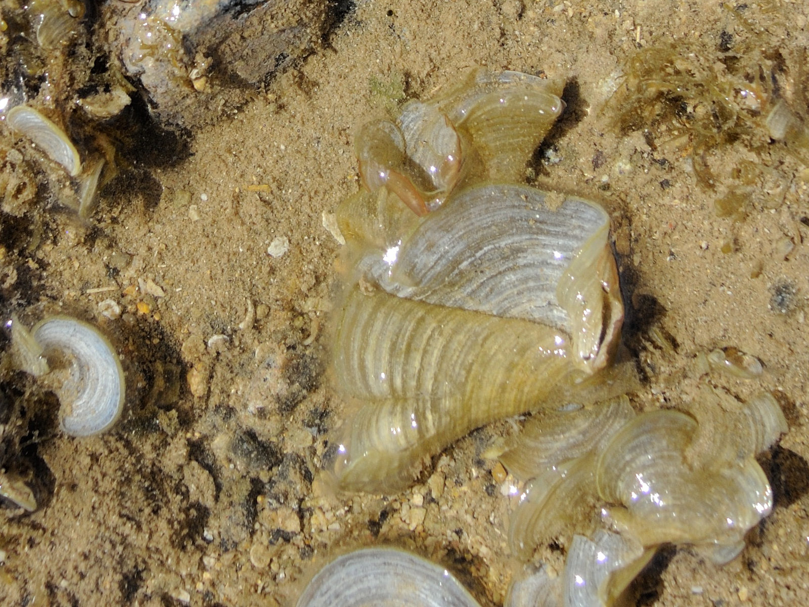 padina_australis2bmd