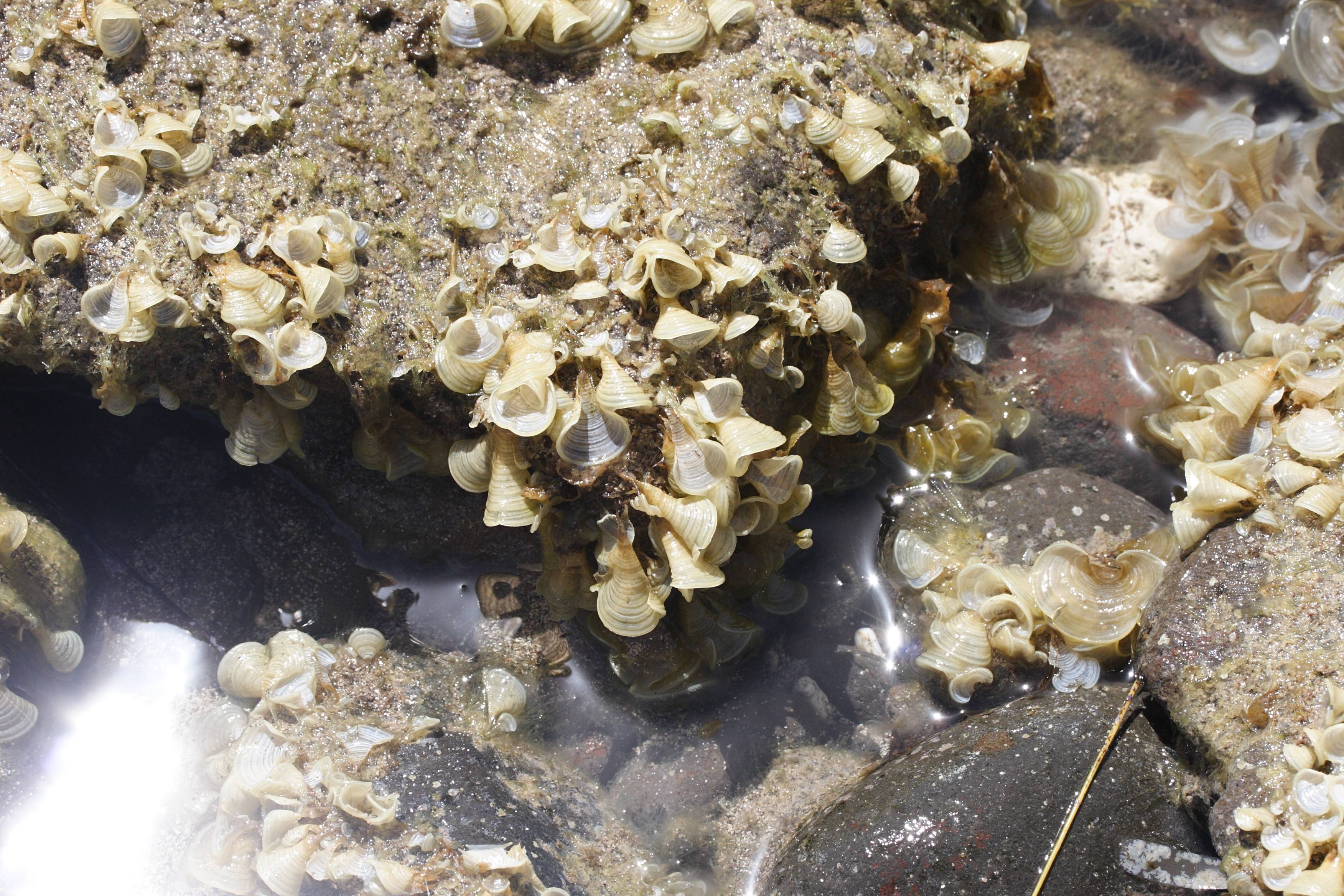 Afficher le média padina_jamaicensis3md padina_jamaicensis3md