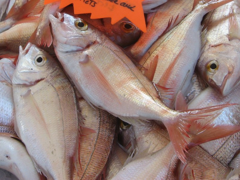 pagellus_erythrinus1mv