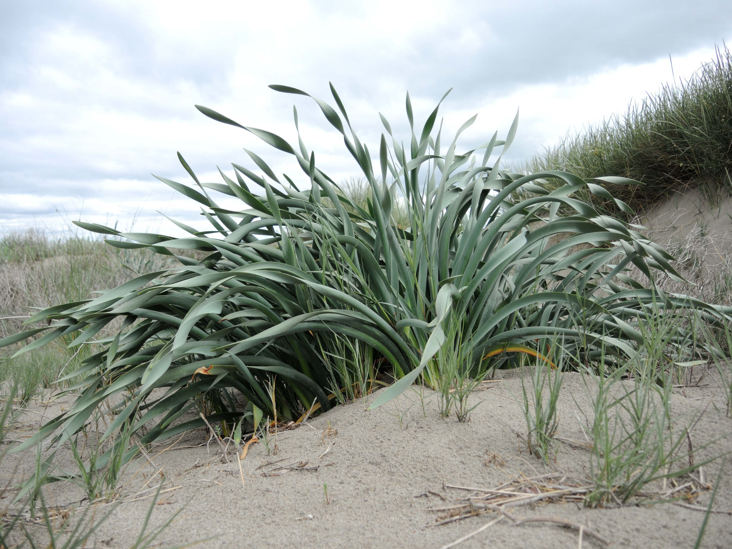 Afficher le média pancratium_maritimum9md pancratium_maritimum9md