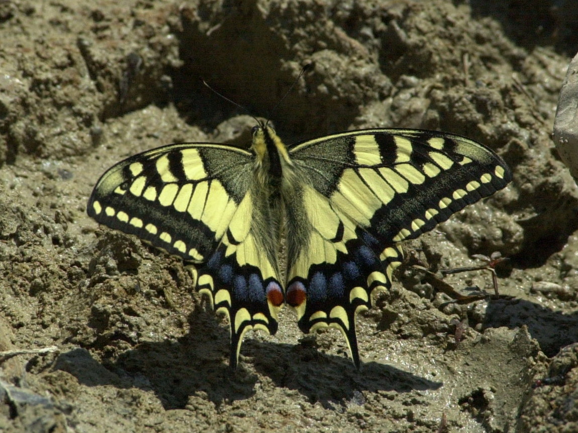 papilio_machaon2md