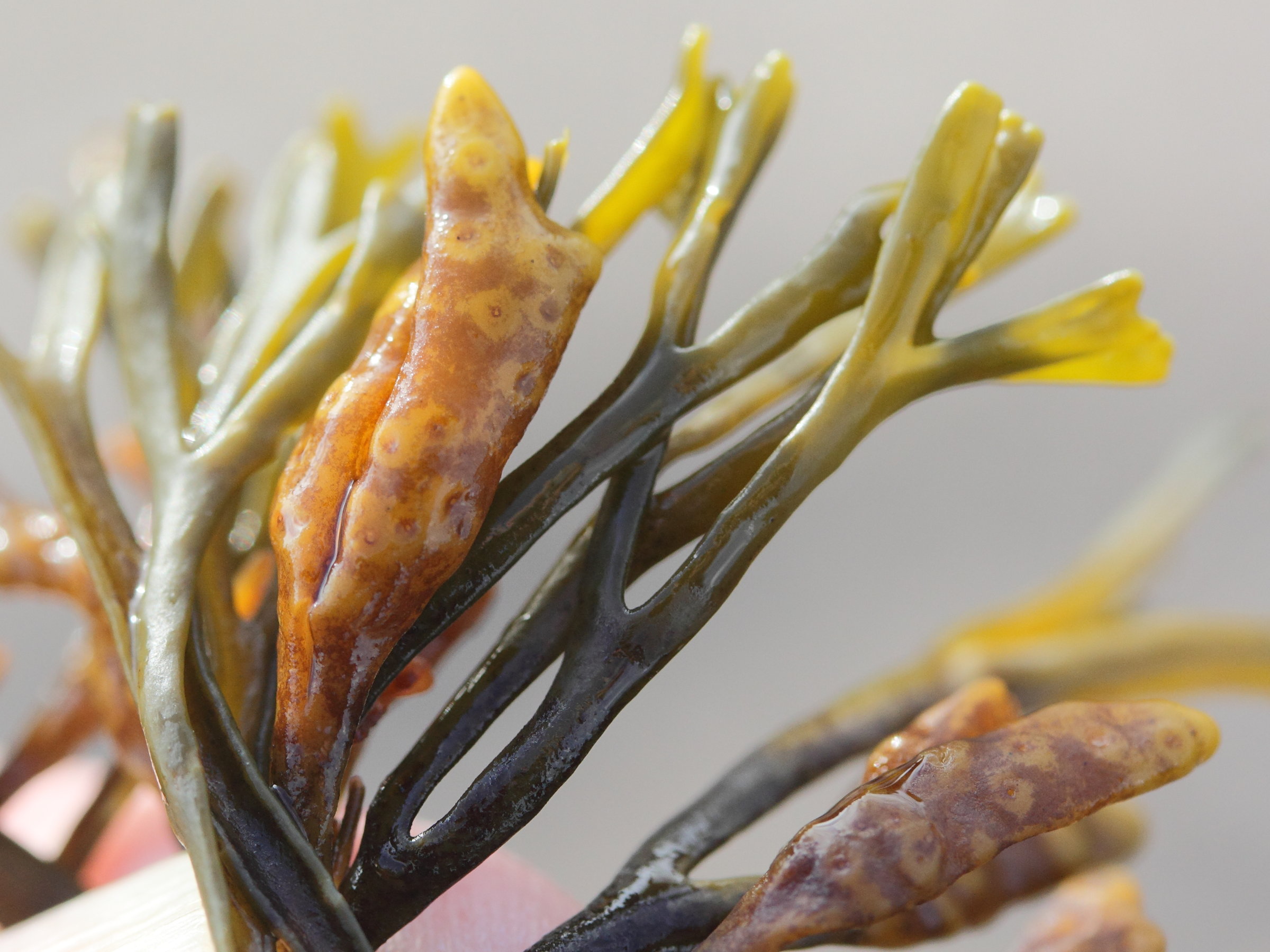 pelvetia_caniculata4md