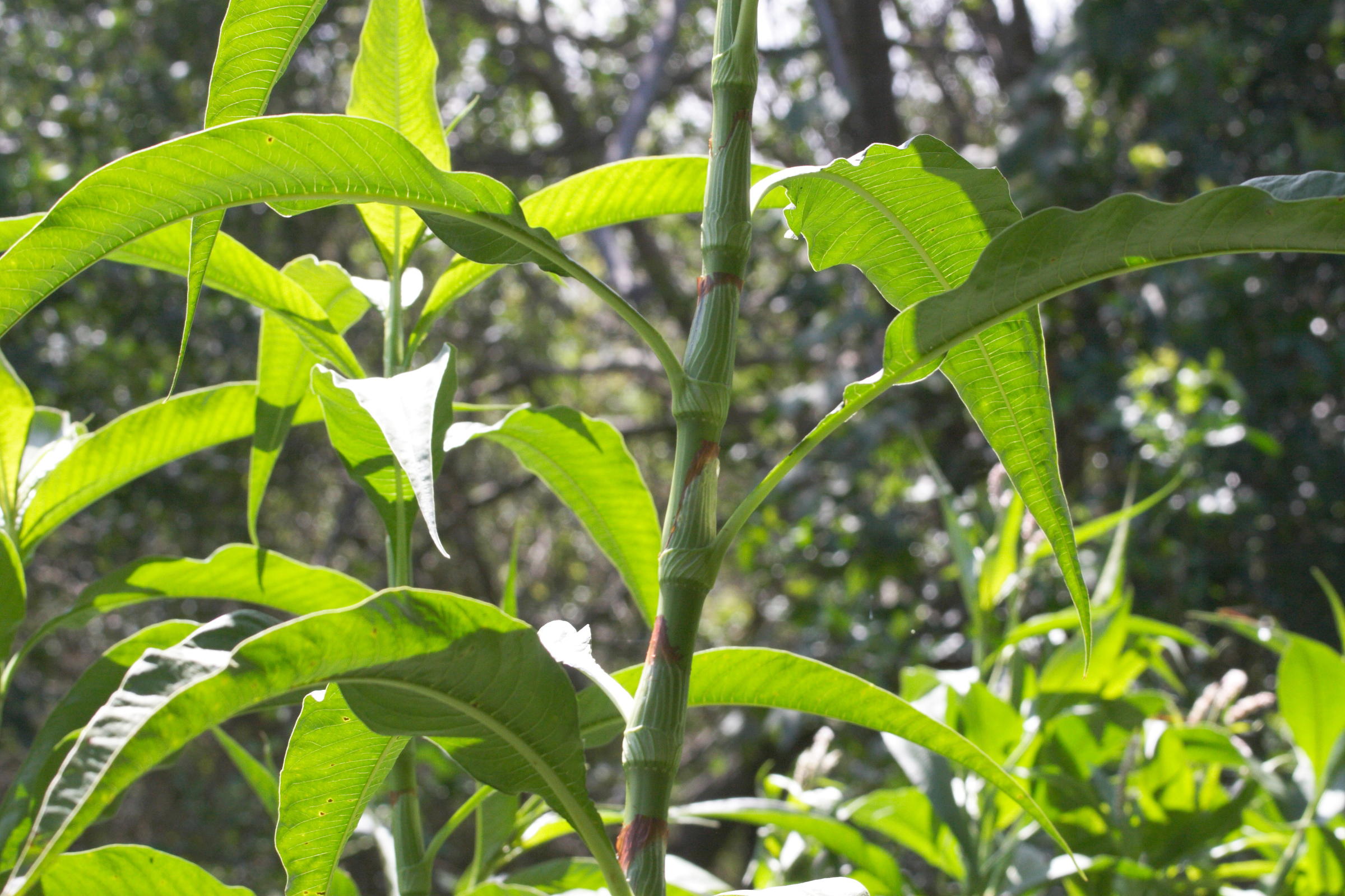 persicaria_senegalensis2md