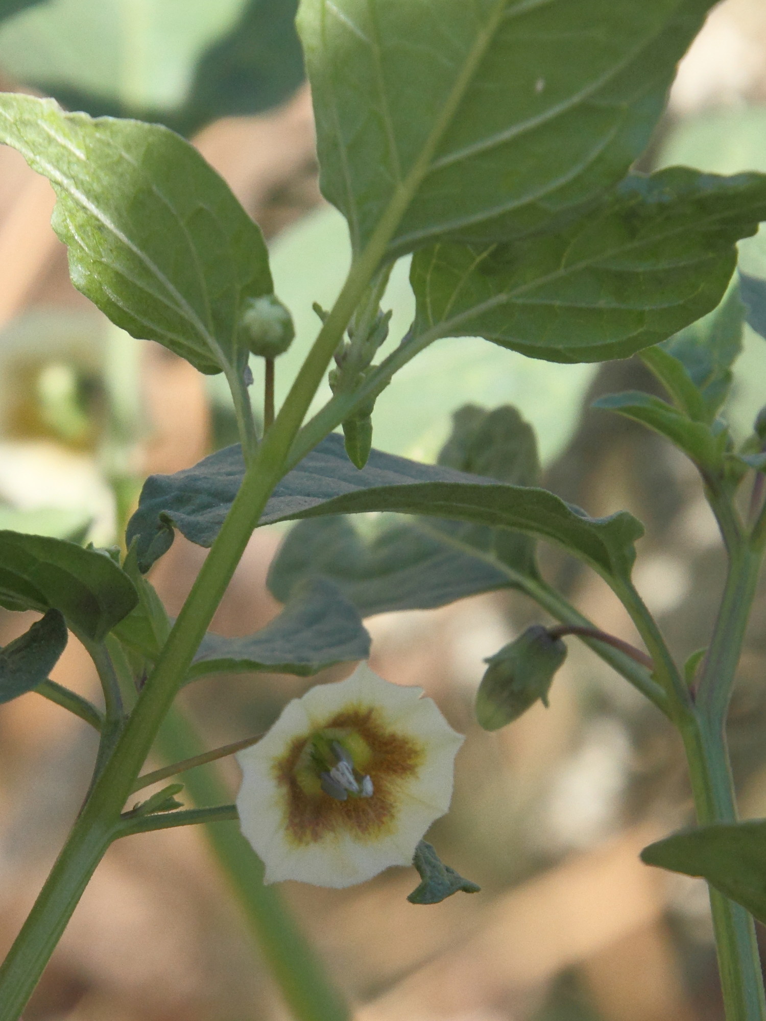 physalis_peruviana9md