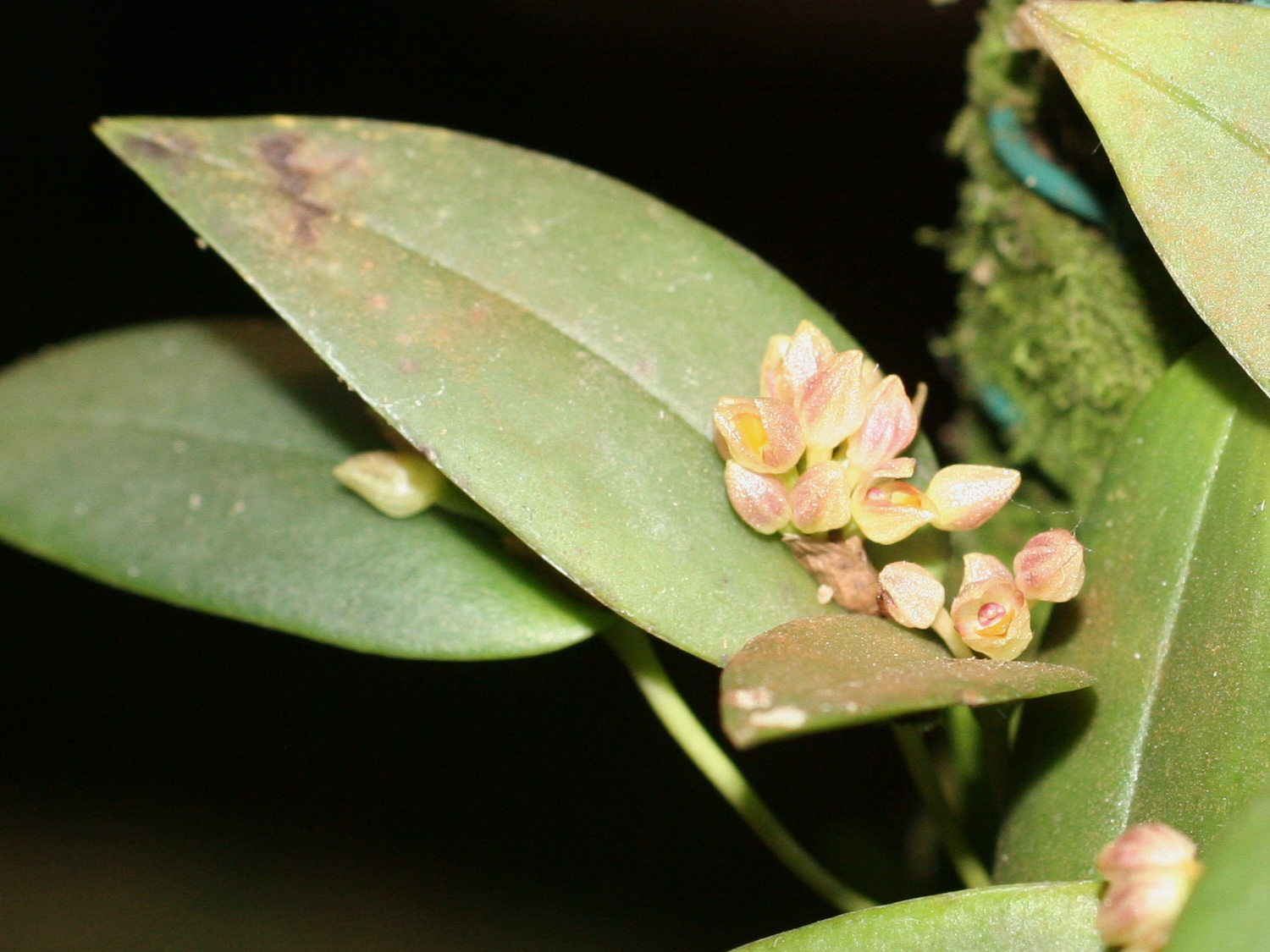 pleurothallis_ionantha1md