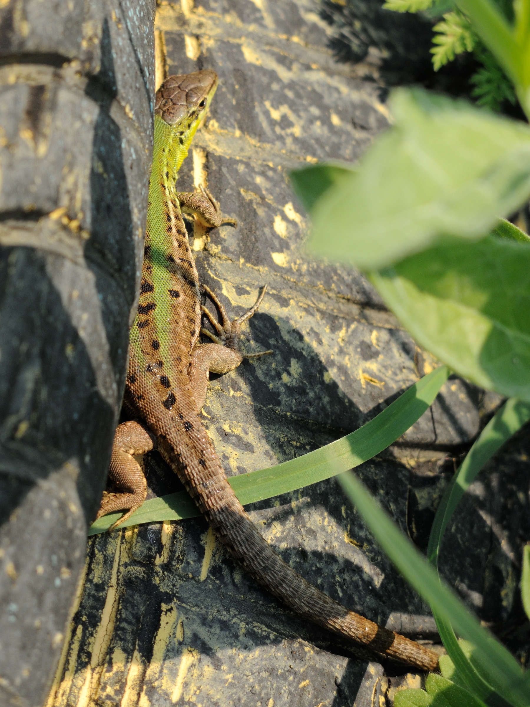 podarcis_melisellensis2md