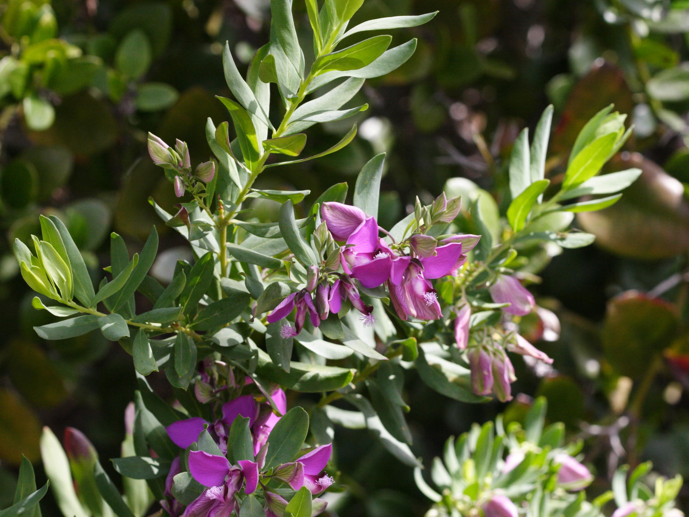 Afficher le média polygala_myrtifolia1md polygala_myrtifolia1md