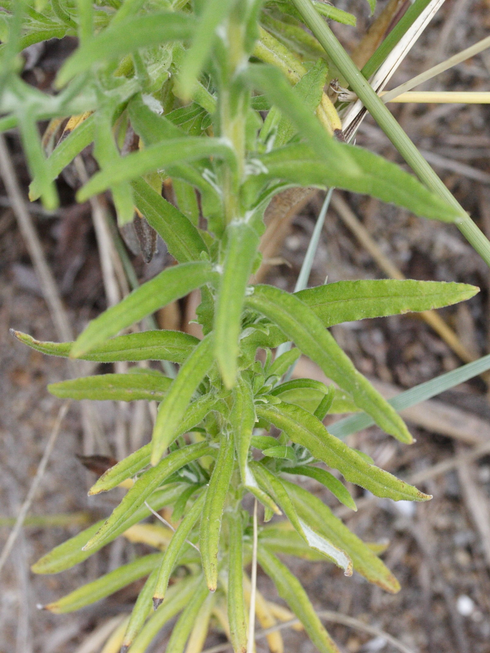 pseudognaphalium_undulatum2md