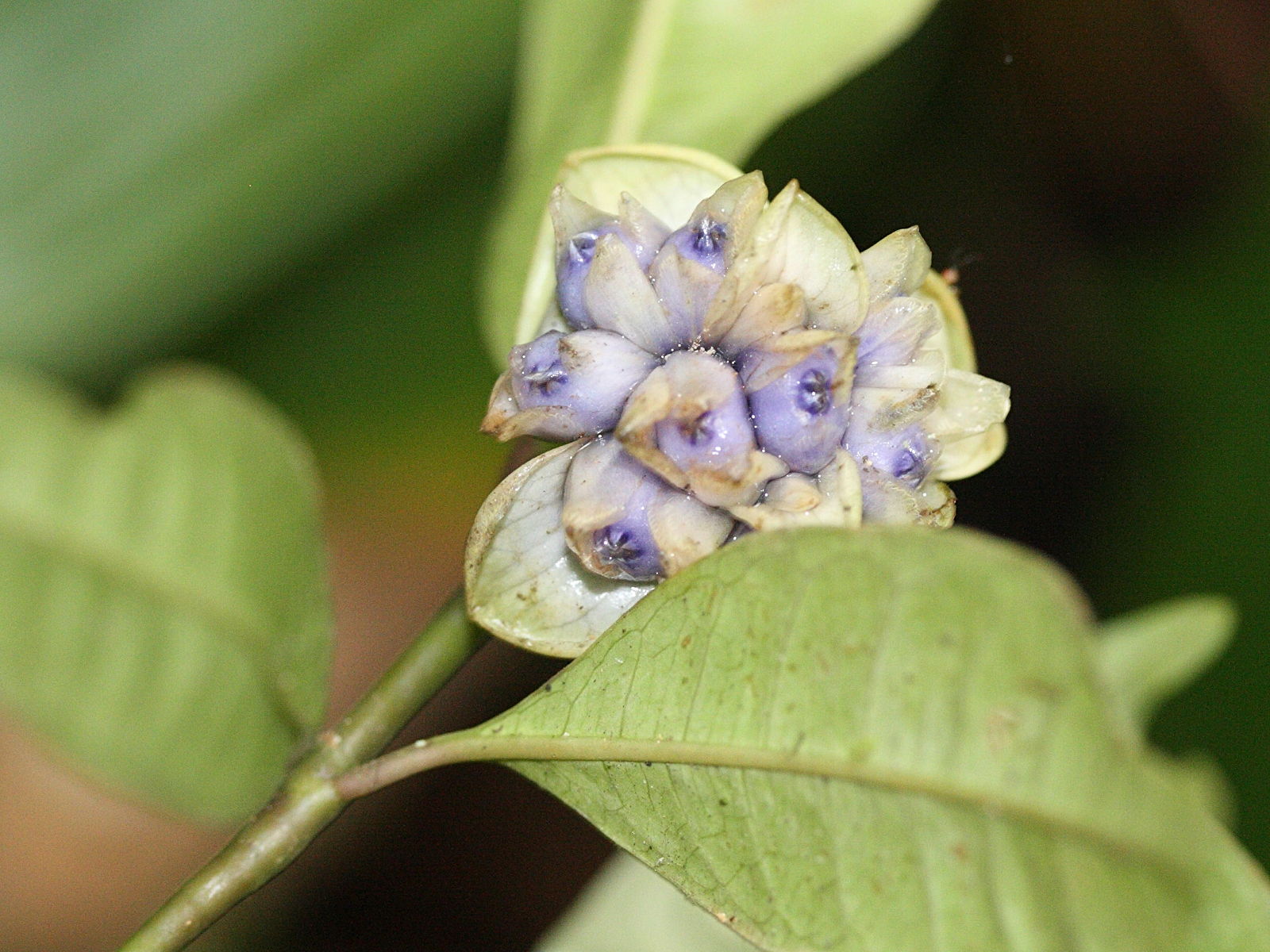 Afficher le média psychotria_urbaniana2md psychotria_urbaniana2md