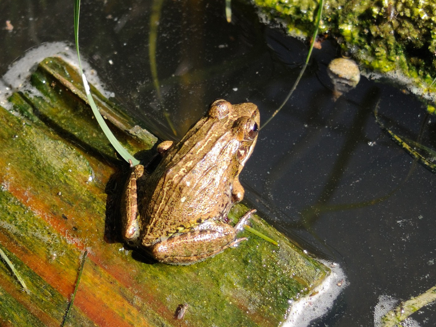 ptychadena_mascareniensis3md