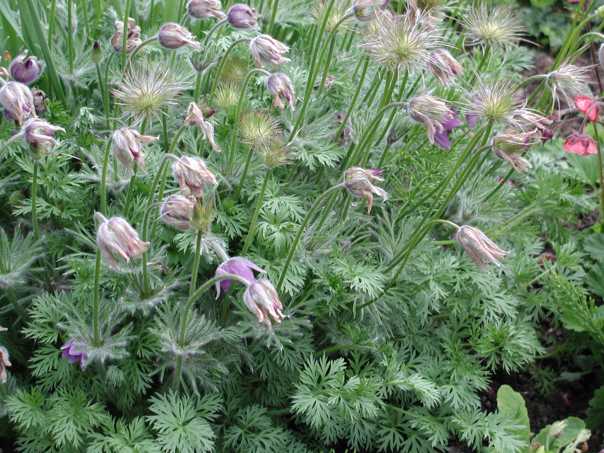 pulsatilla_vulgaris1md