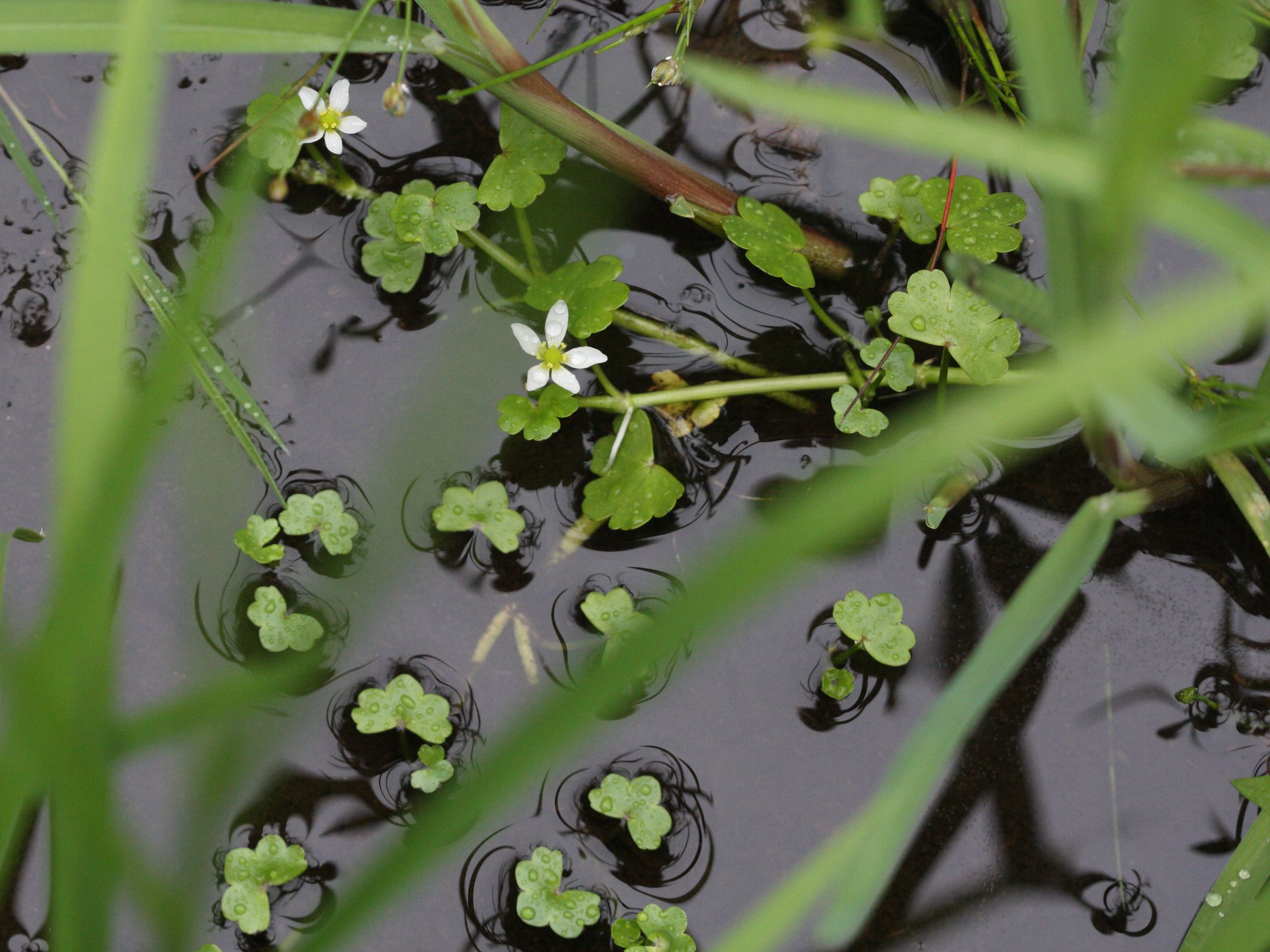 ranunculus_omiophyllus3bd