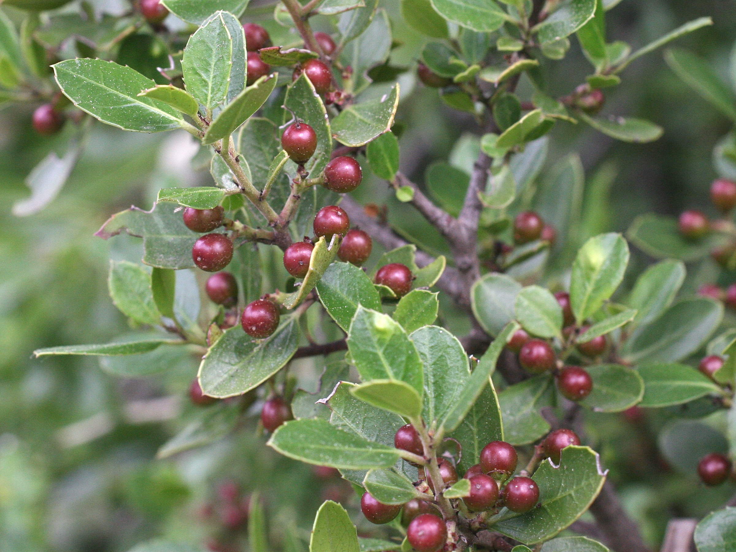 rhamnus_alaternus4md