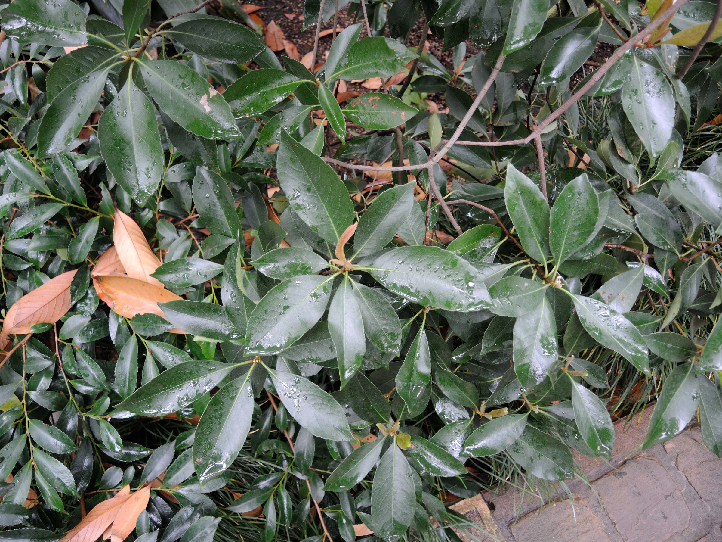 rhaphiolepis_indica1md