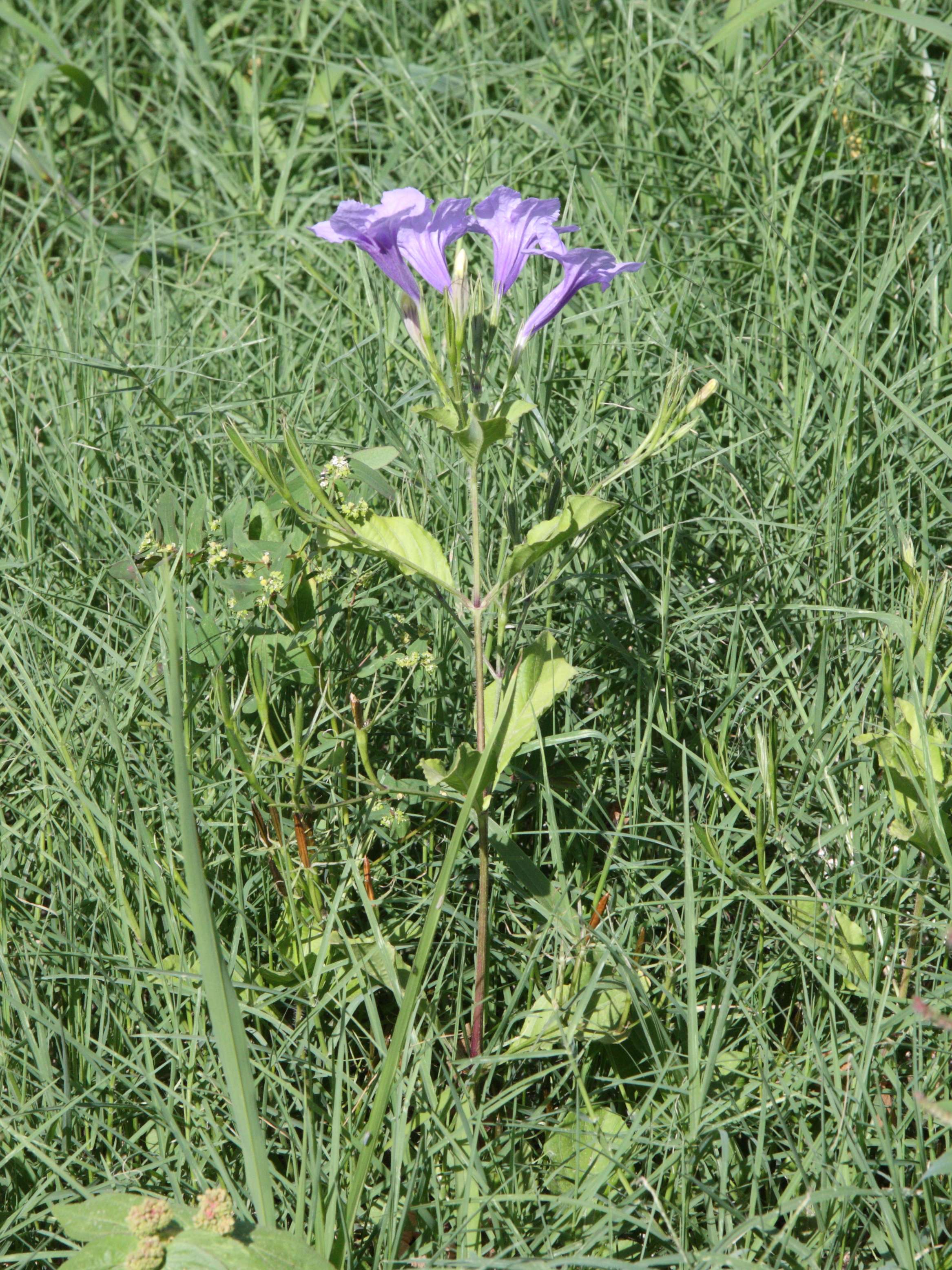 Afficher le média ruellia_tuberosa2md ruellia_tuberosa2md