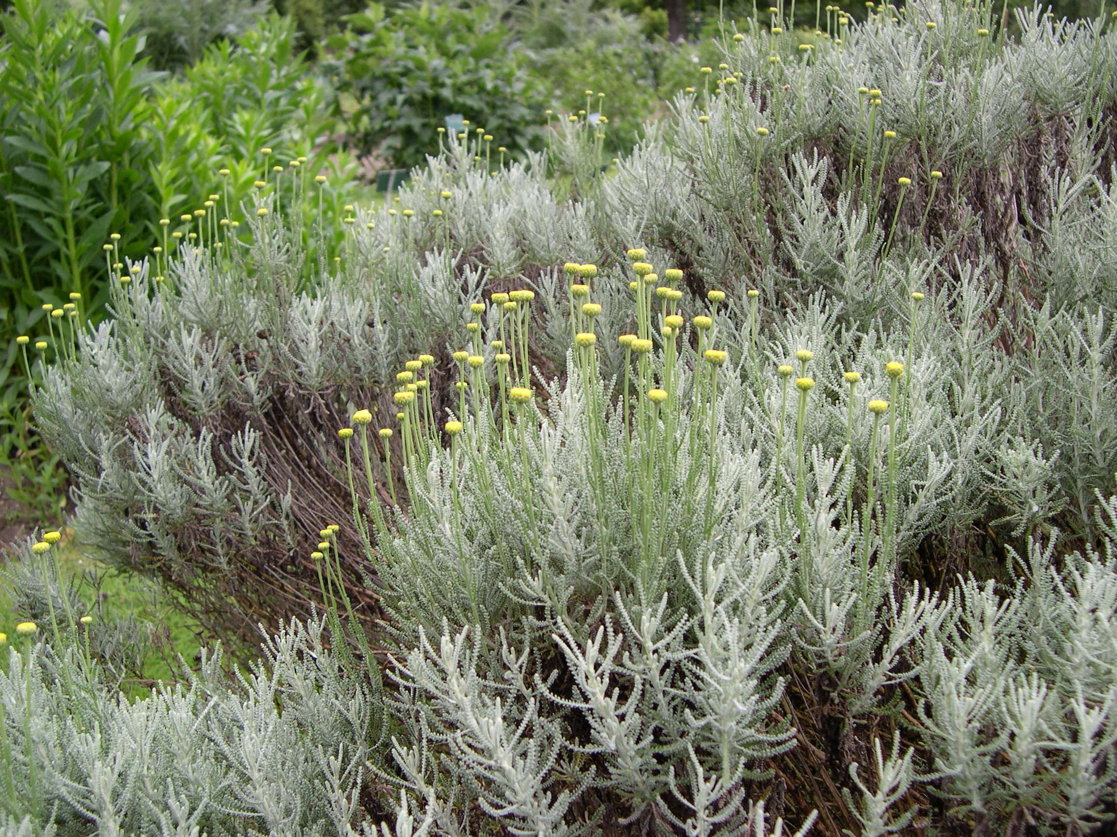 santolina_chamaecyparissus3md