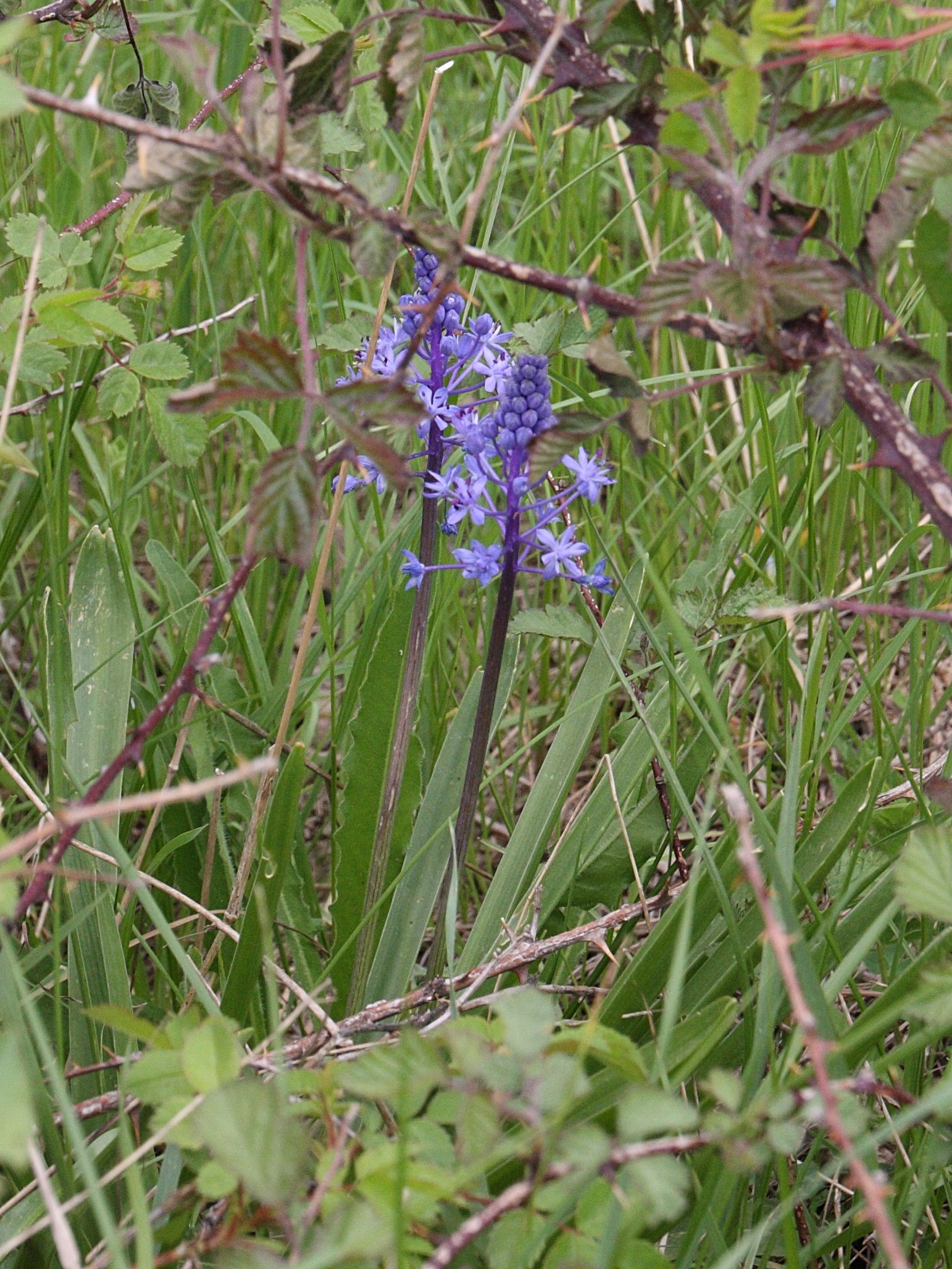 scilla_hyacinthoides1bd