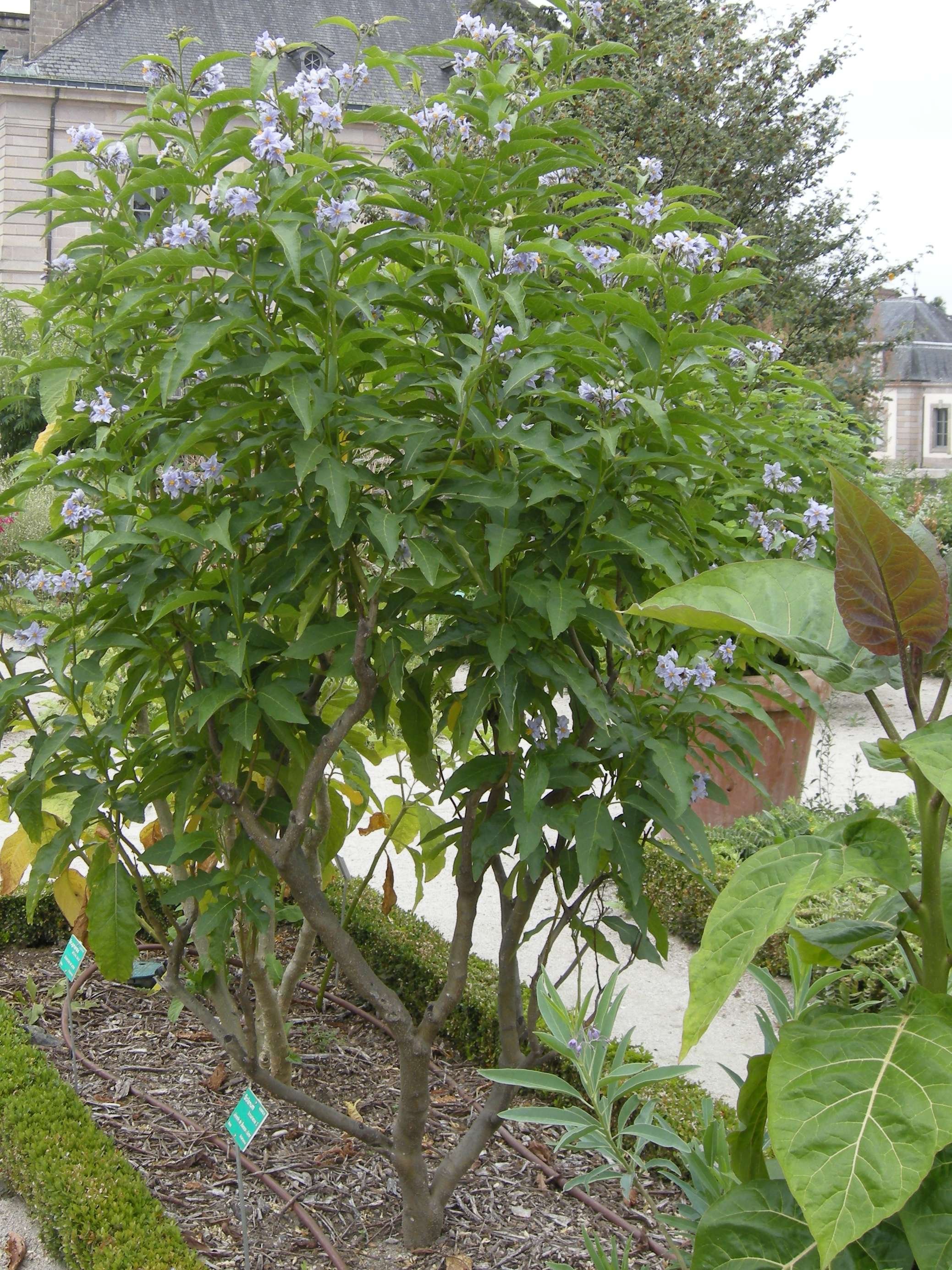 solanum_bonariense1bd