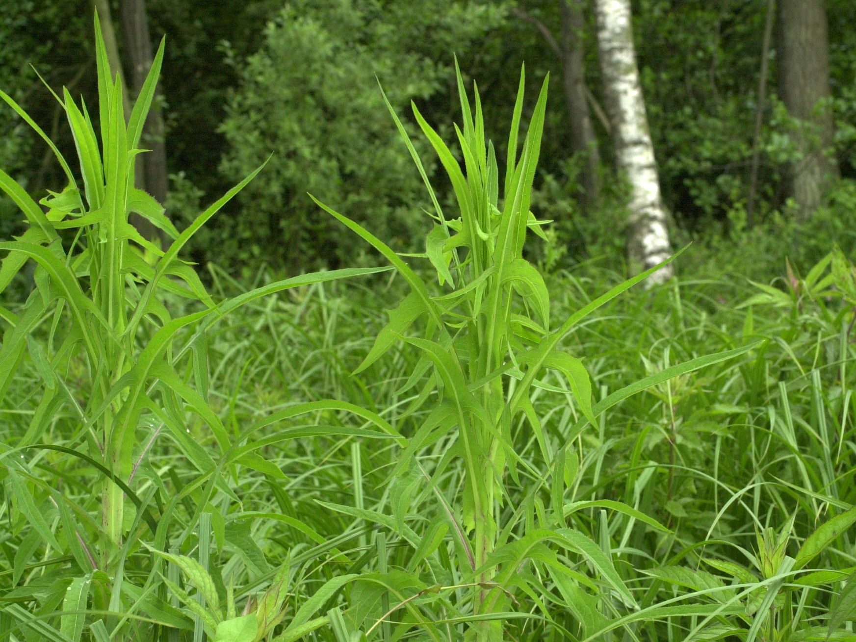 sonchus_palustris1bd