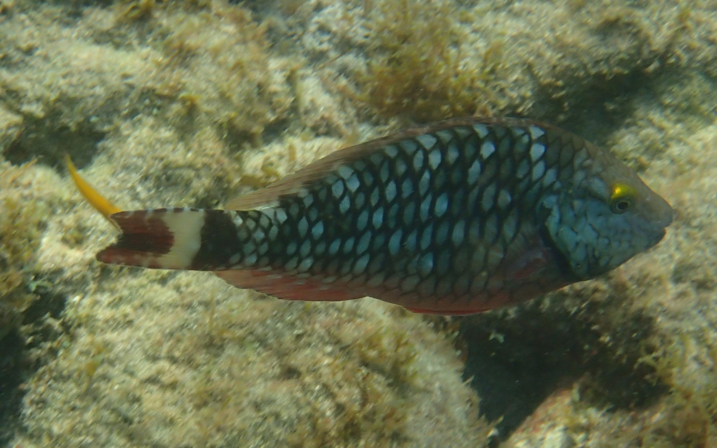 Sparisoma_aurofrenatum