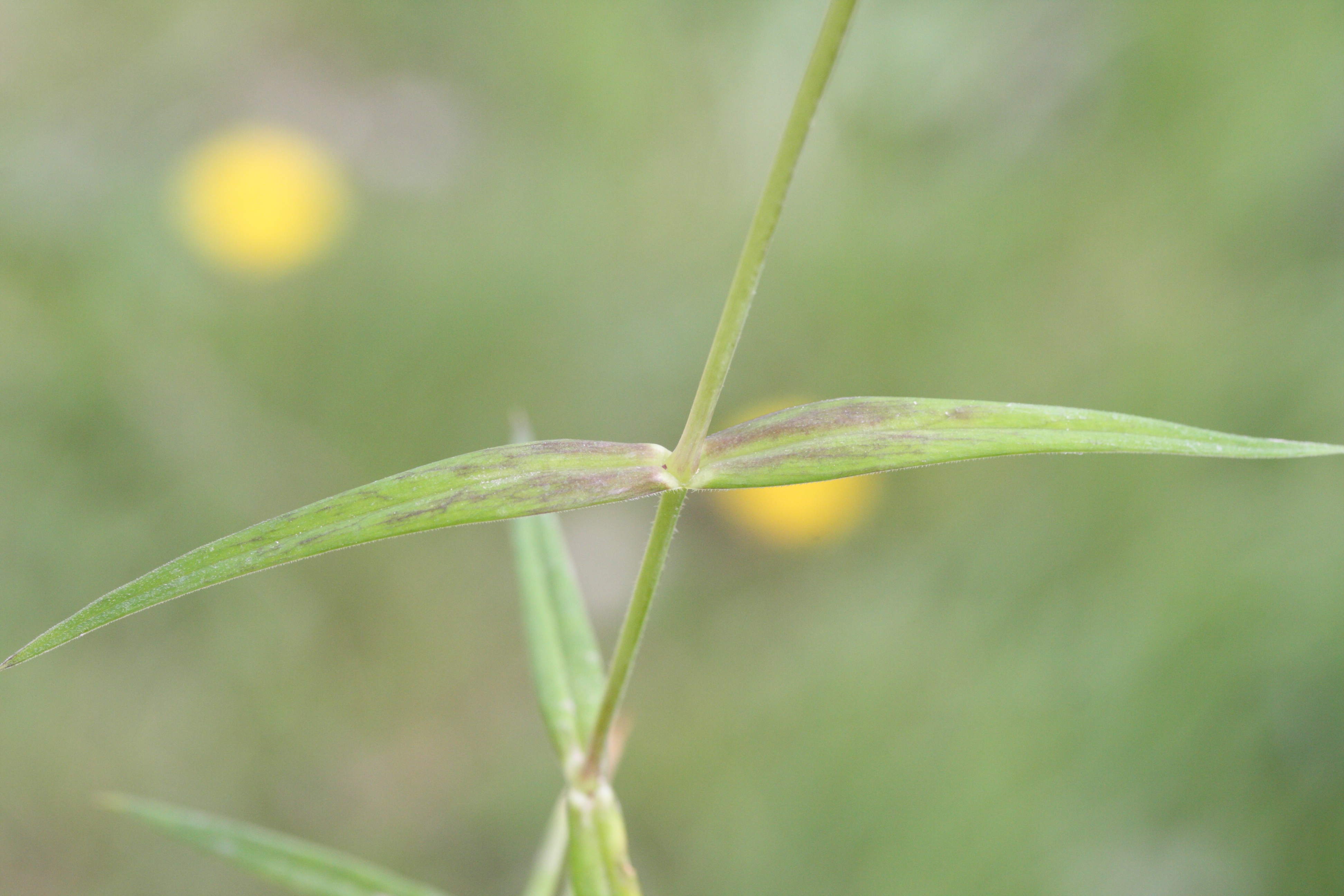 Afficher le média stellaria_holostea2md stellaria_holostea2md