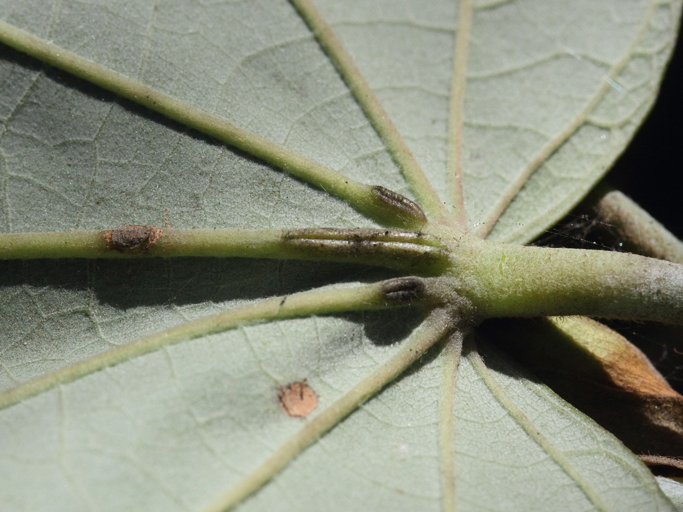 Afficher le média talipariti_tiliaceum5md talipariti_tiliaceum5md