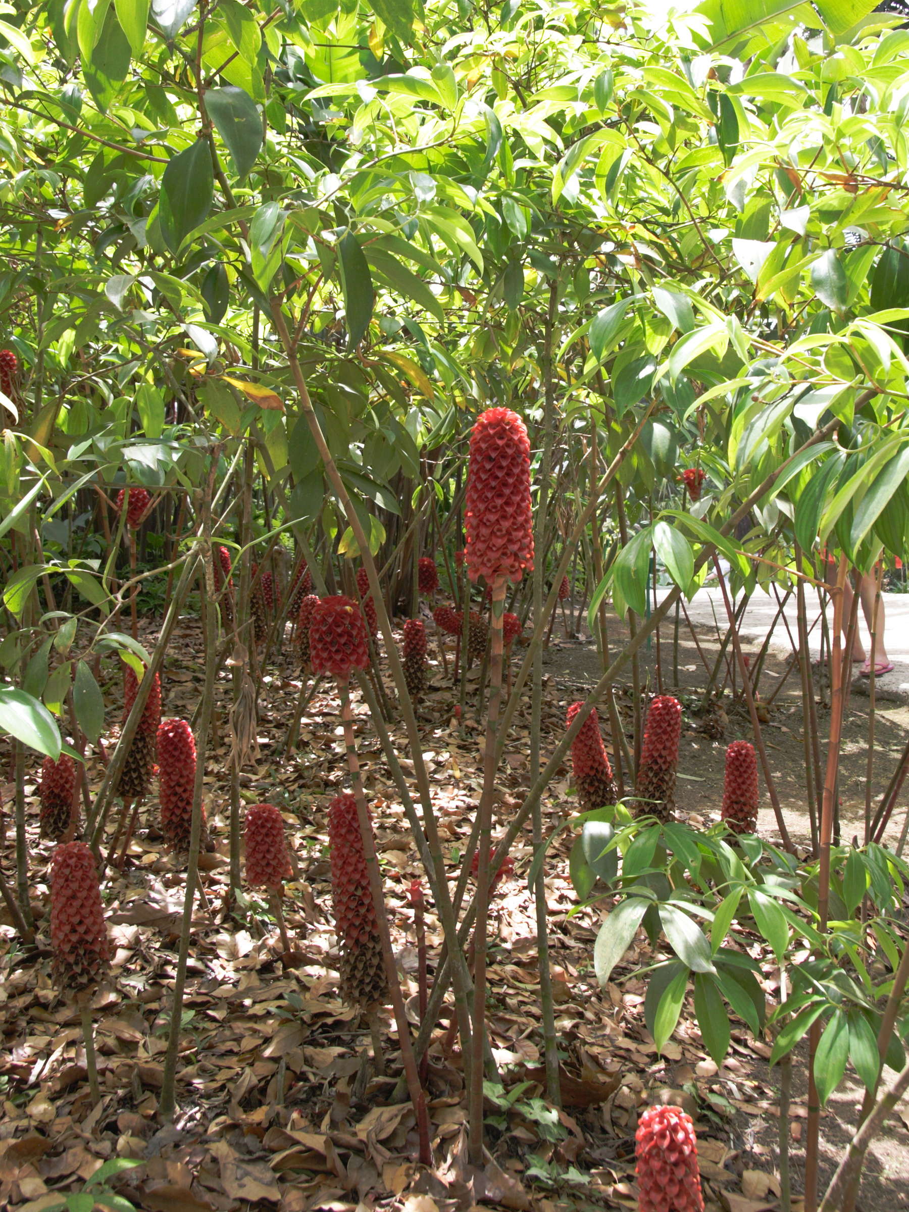 Tapeinocheilos_ananassae