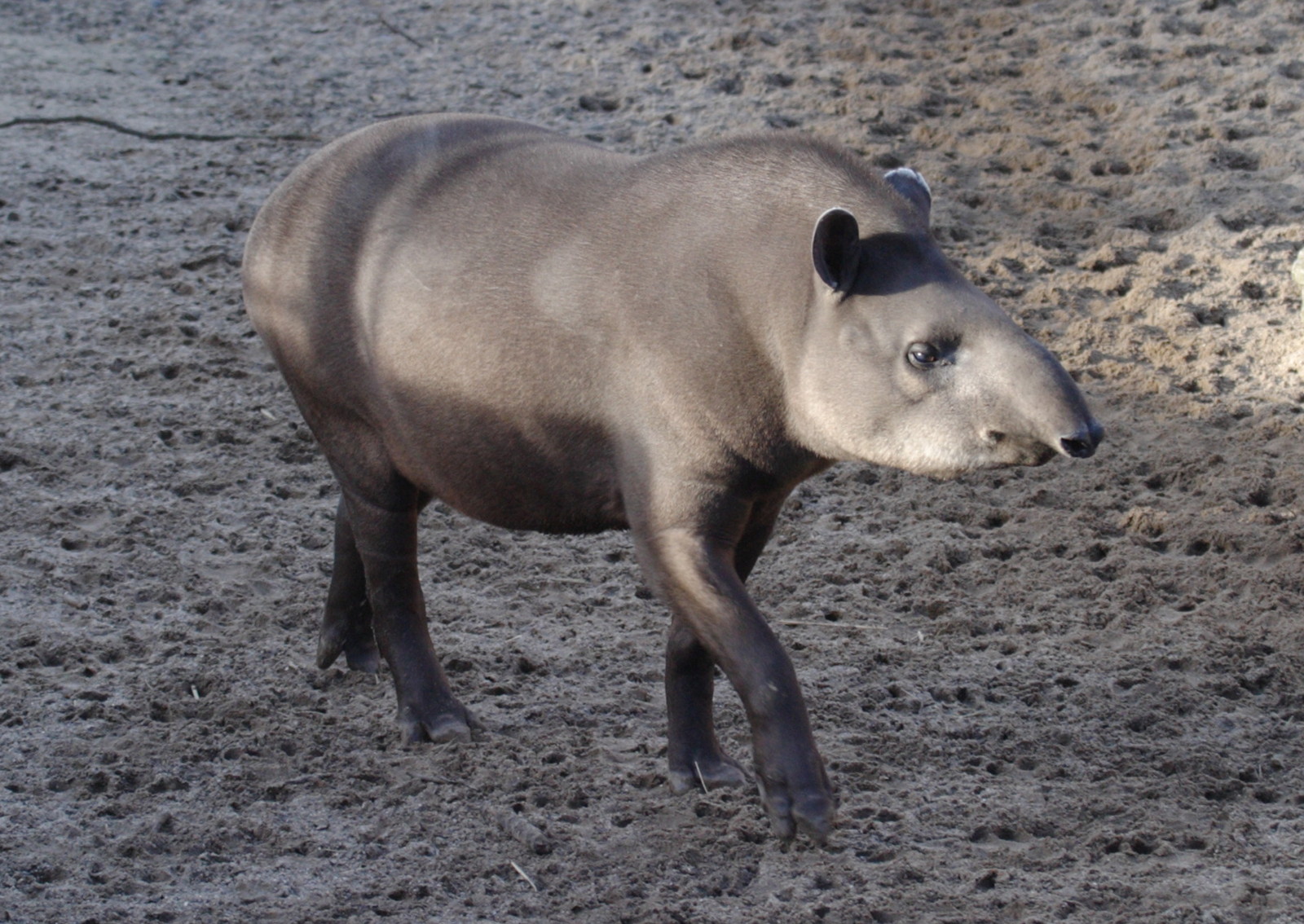 tapirus_terrestris2bd