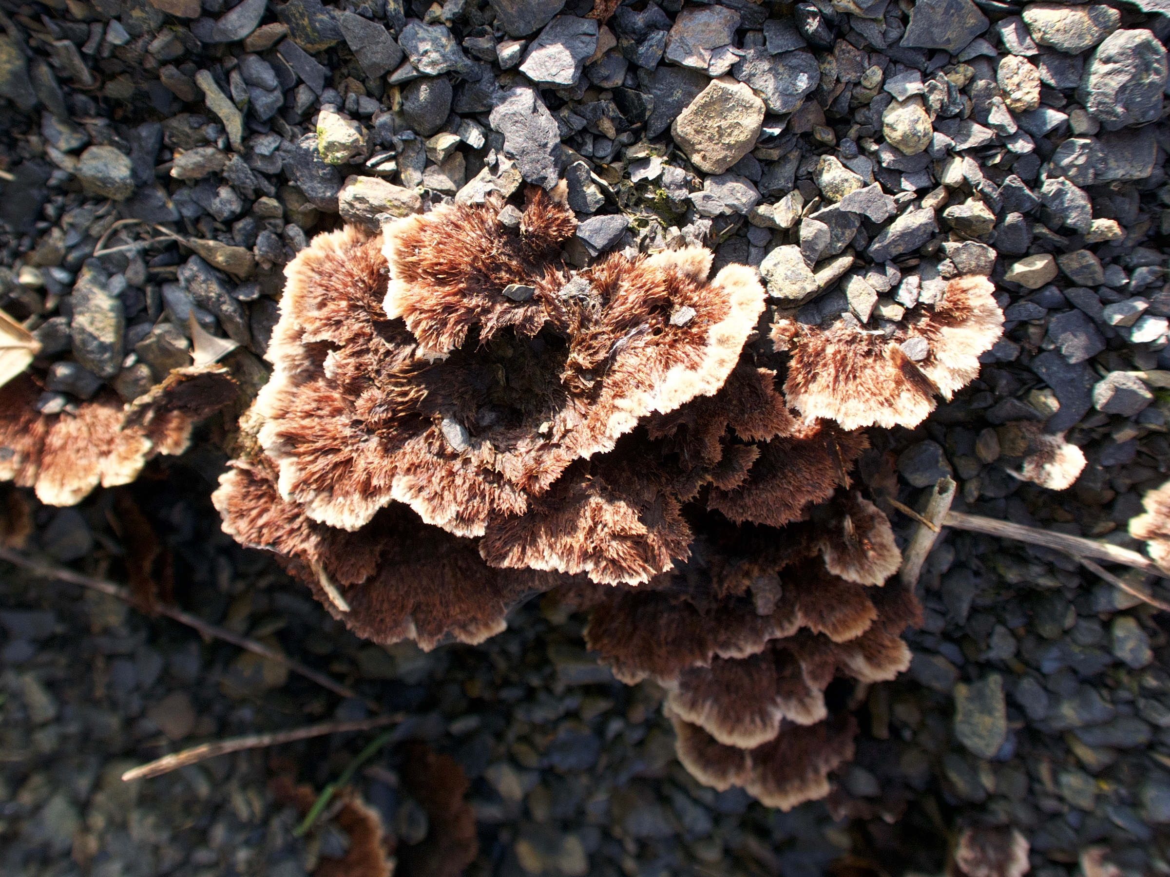 Afficher le média thelephora_terrestris1md thelephora_terrestris1md