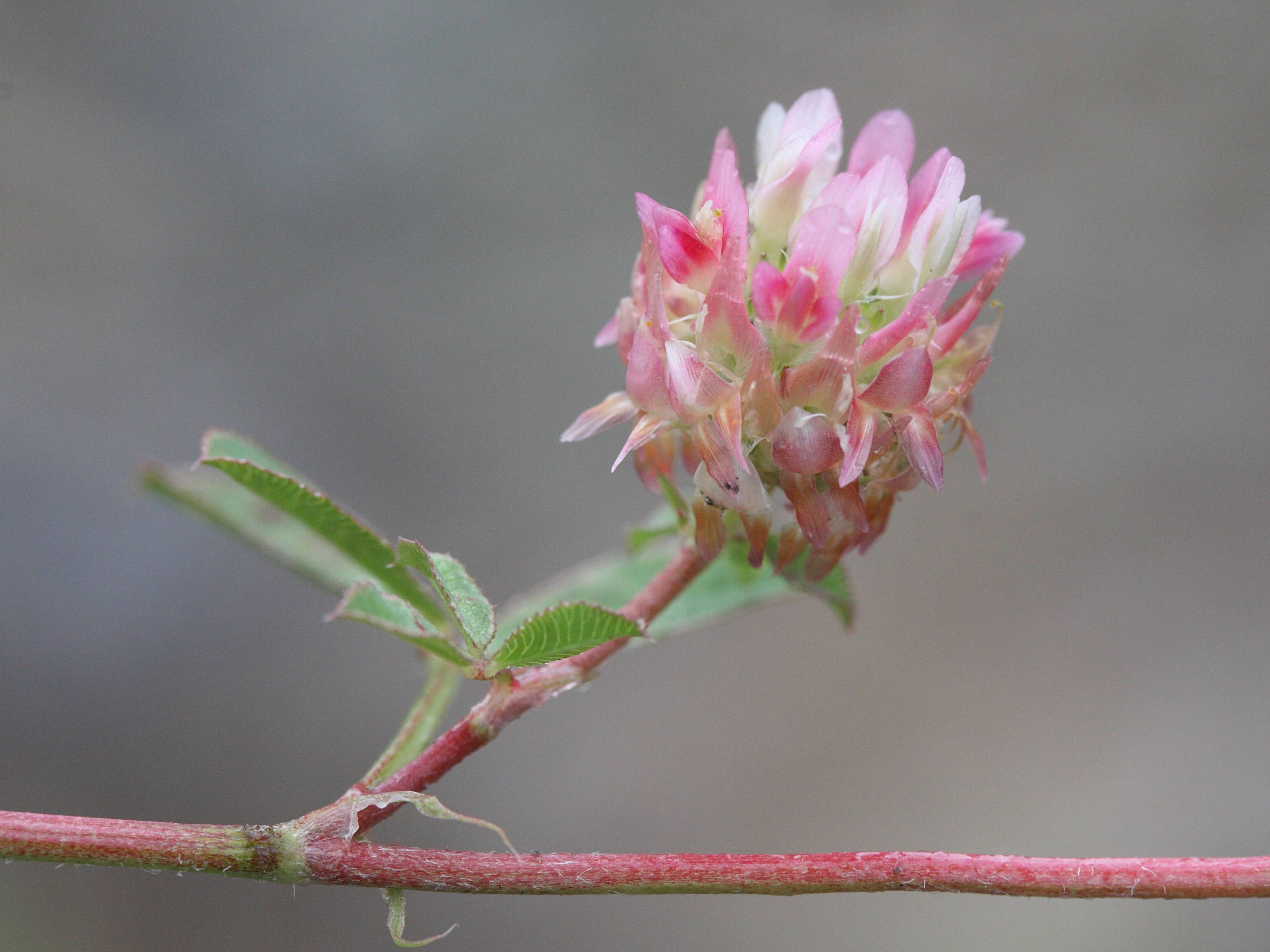 trifolium_argutum2md