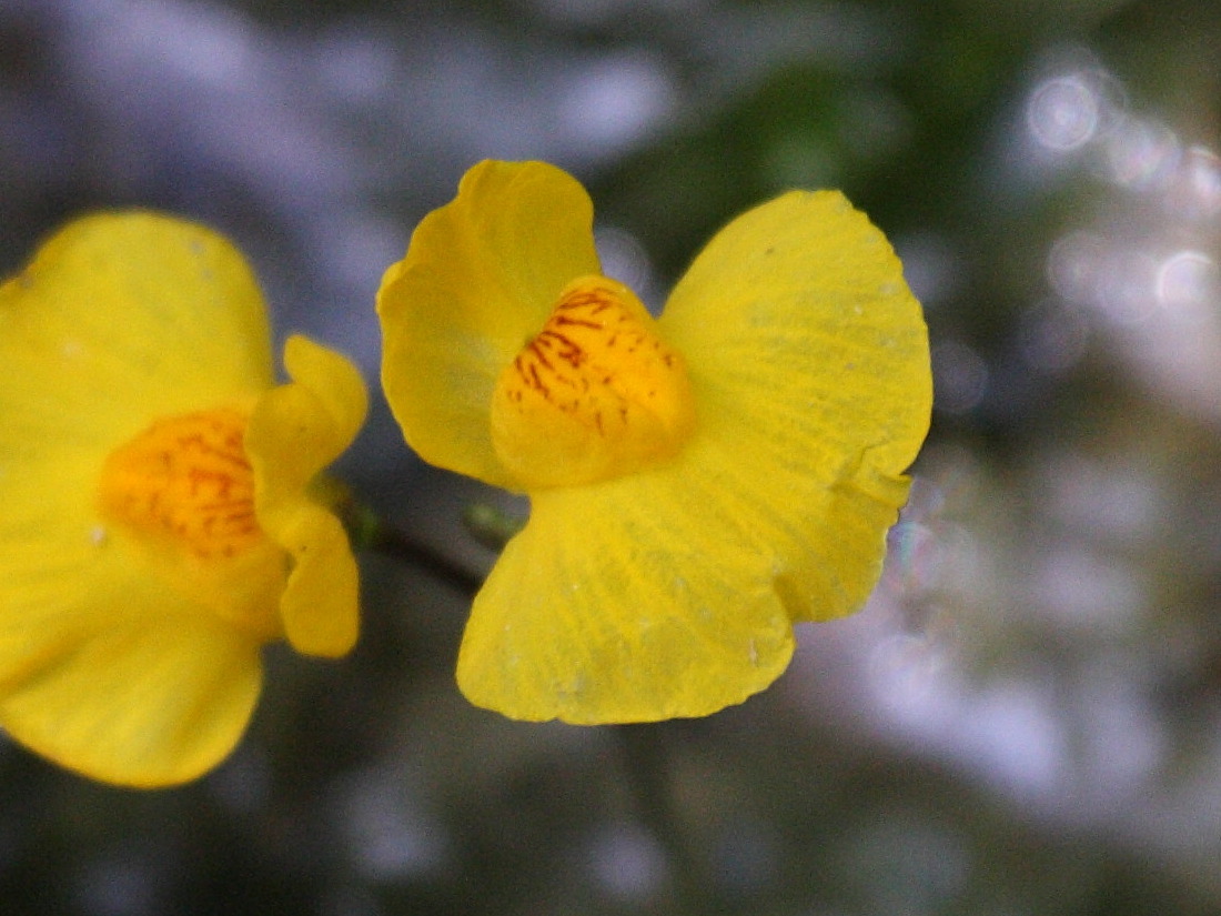 utricularia_australis1bd