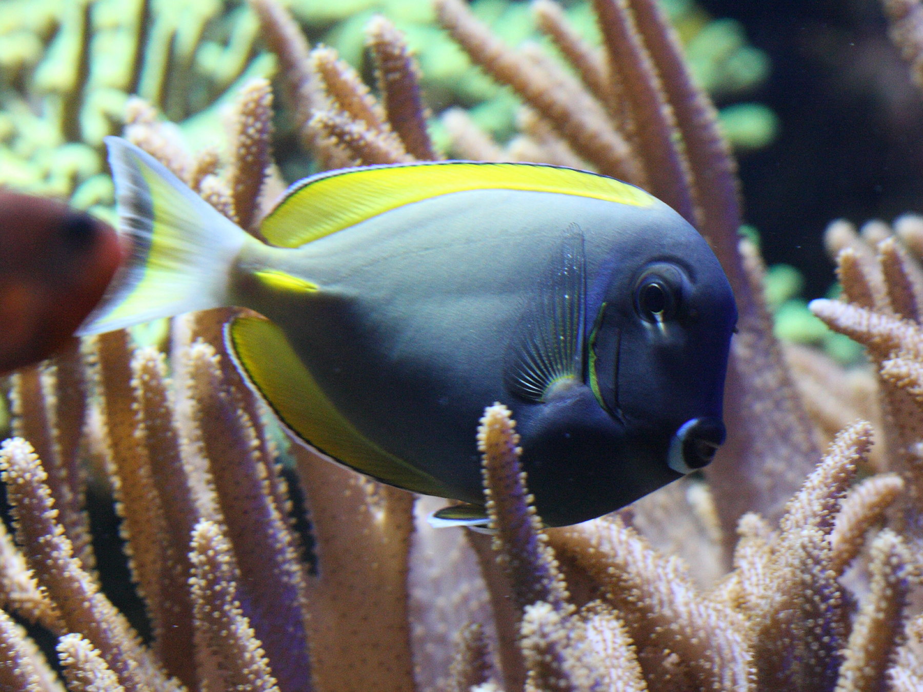 Afficher le média acanthurus_nigricans1bd acanthurus_nigricans1bd