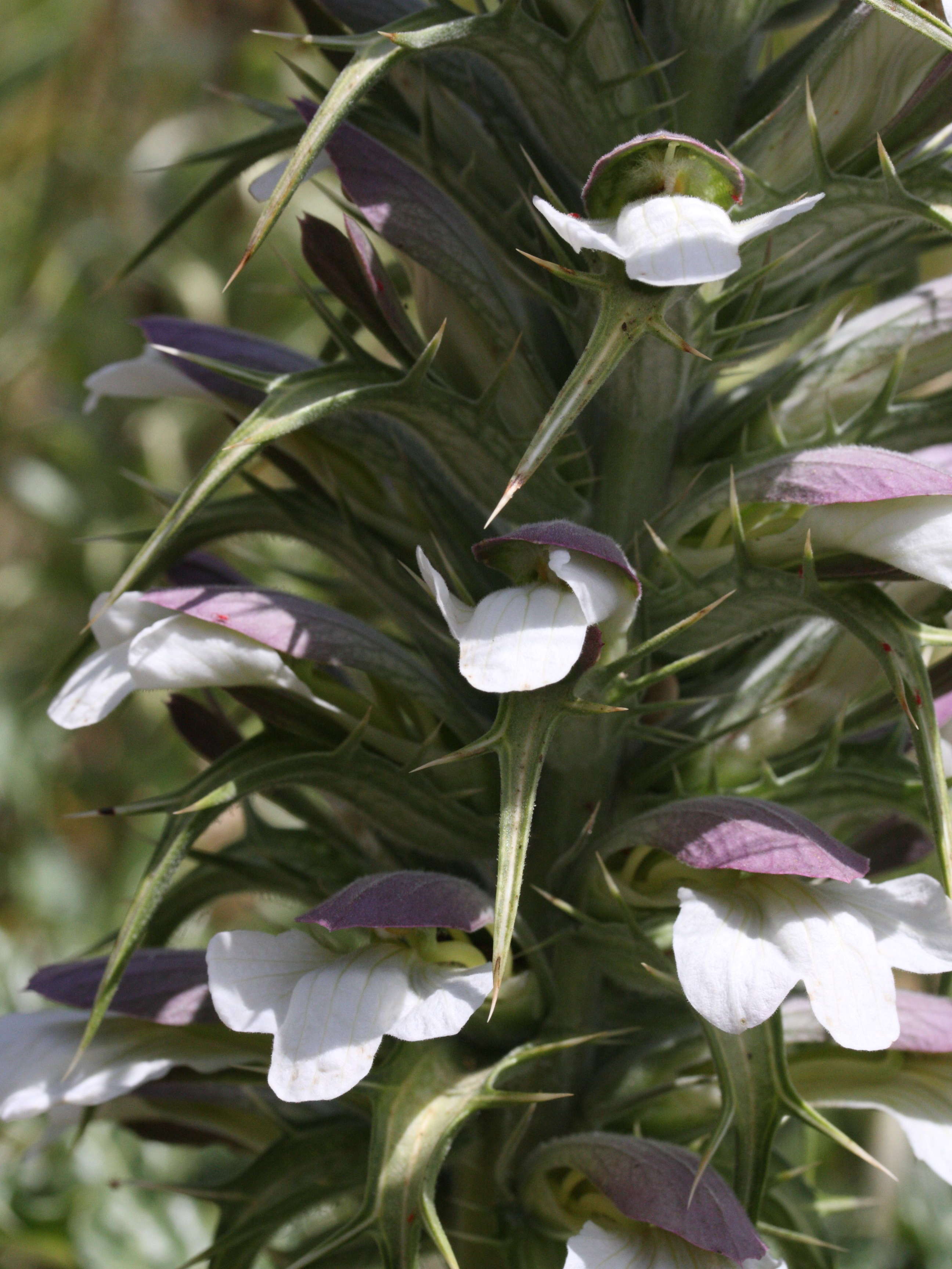 acanthus_spinosus3md
