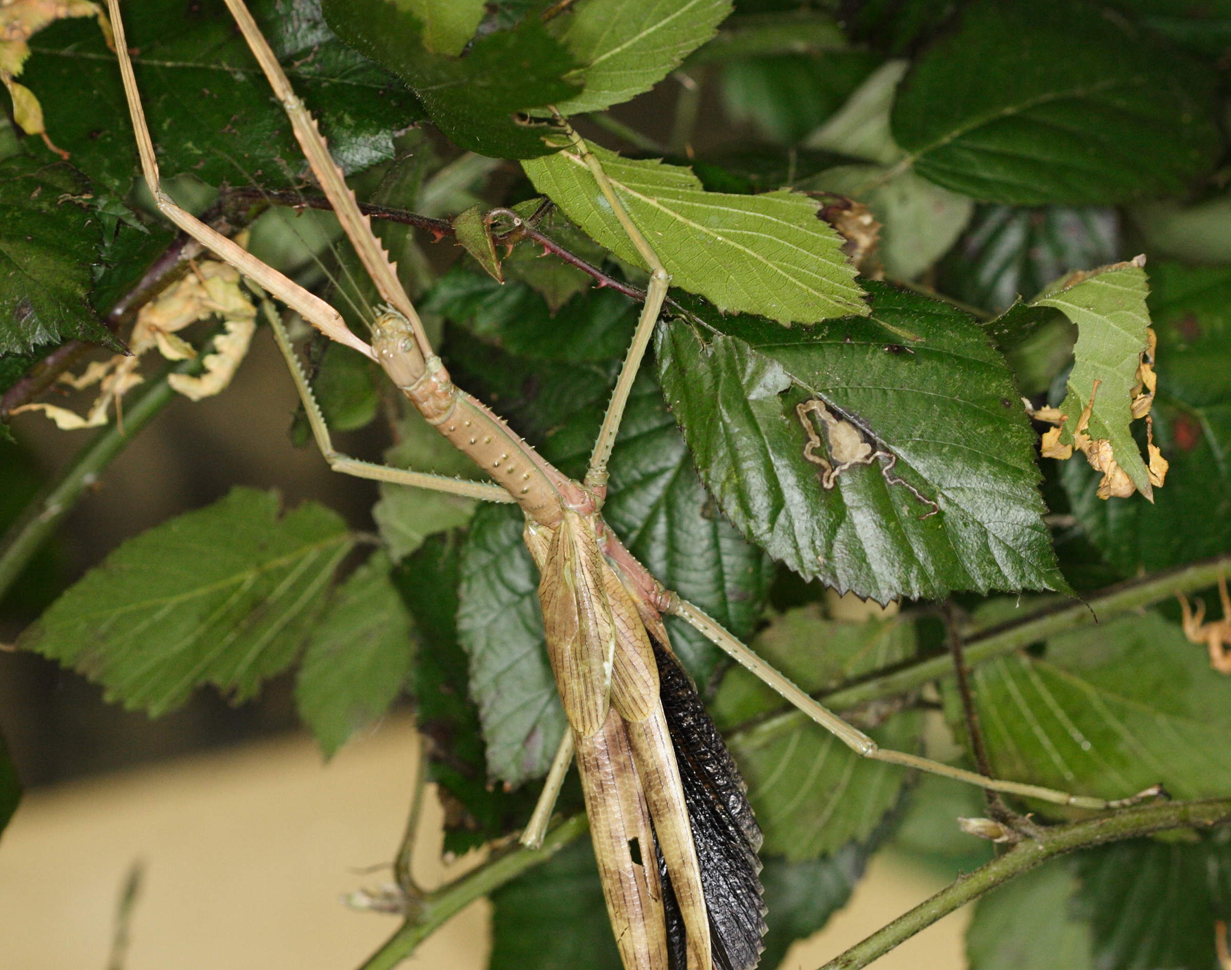 acrophylla_wuelfingi2md