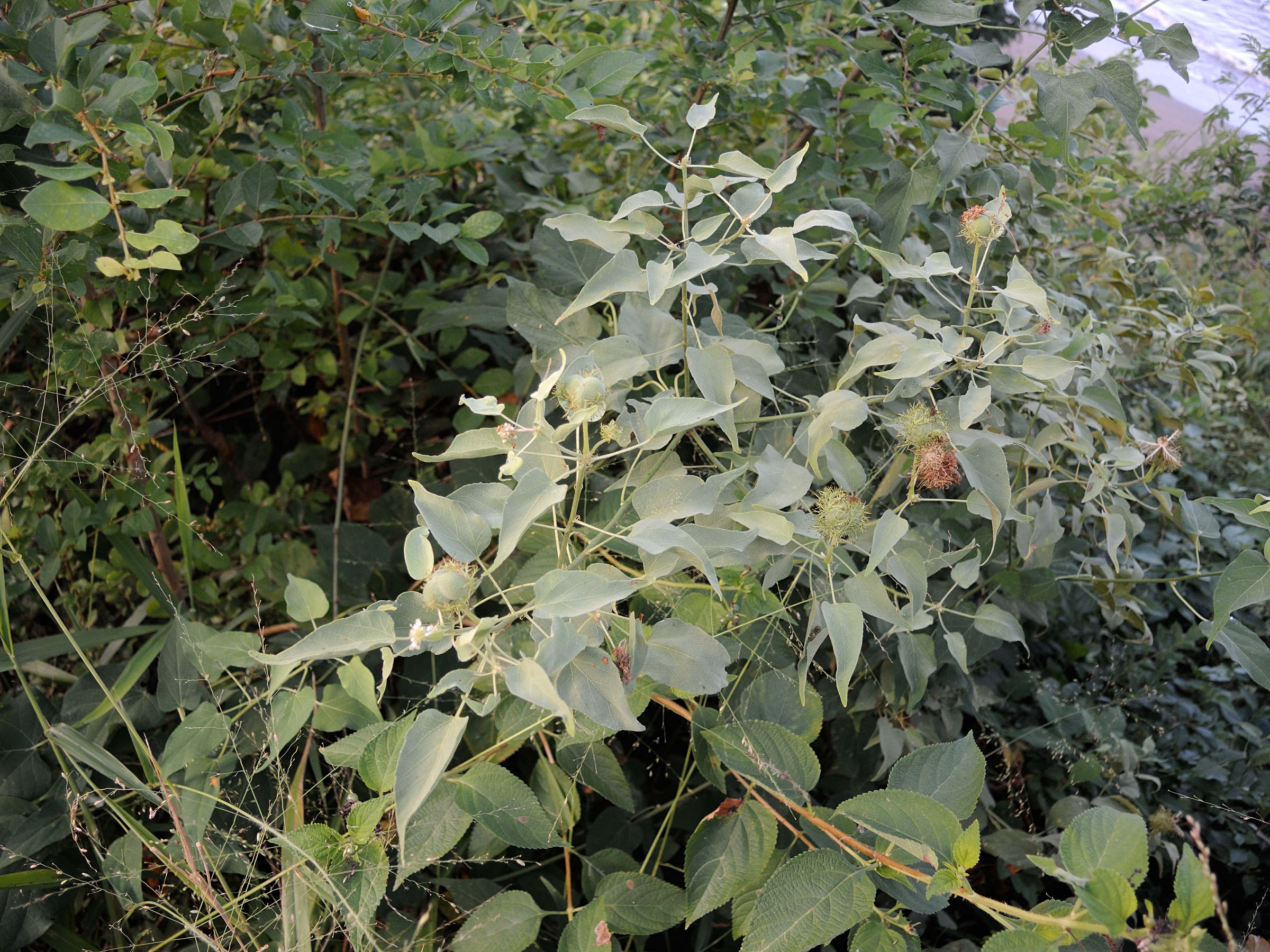 adenochlaena_leucocephala1md