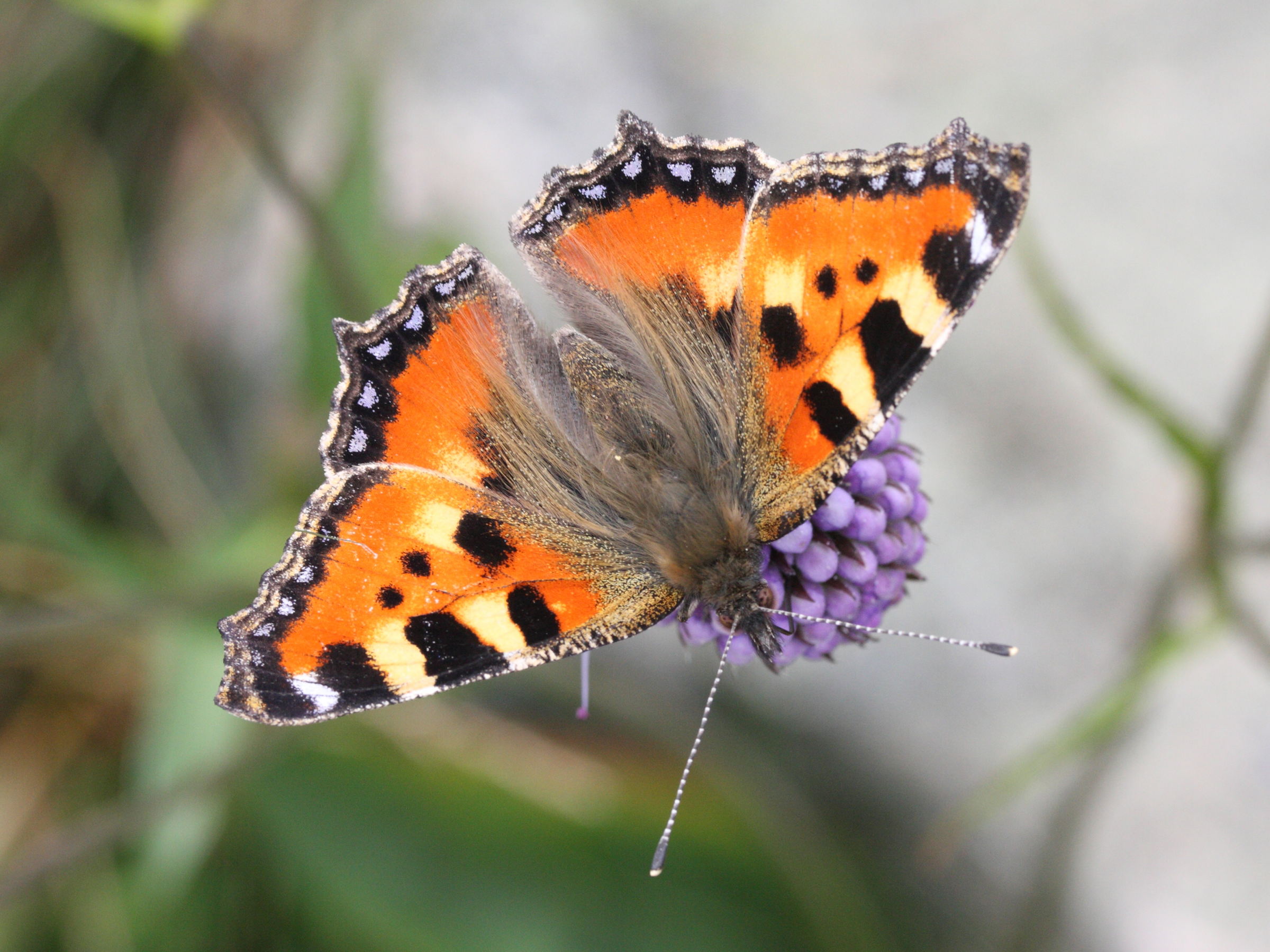 aglais_urticae2md
