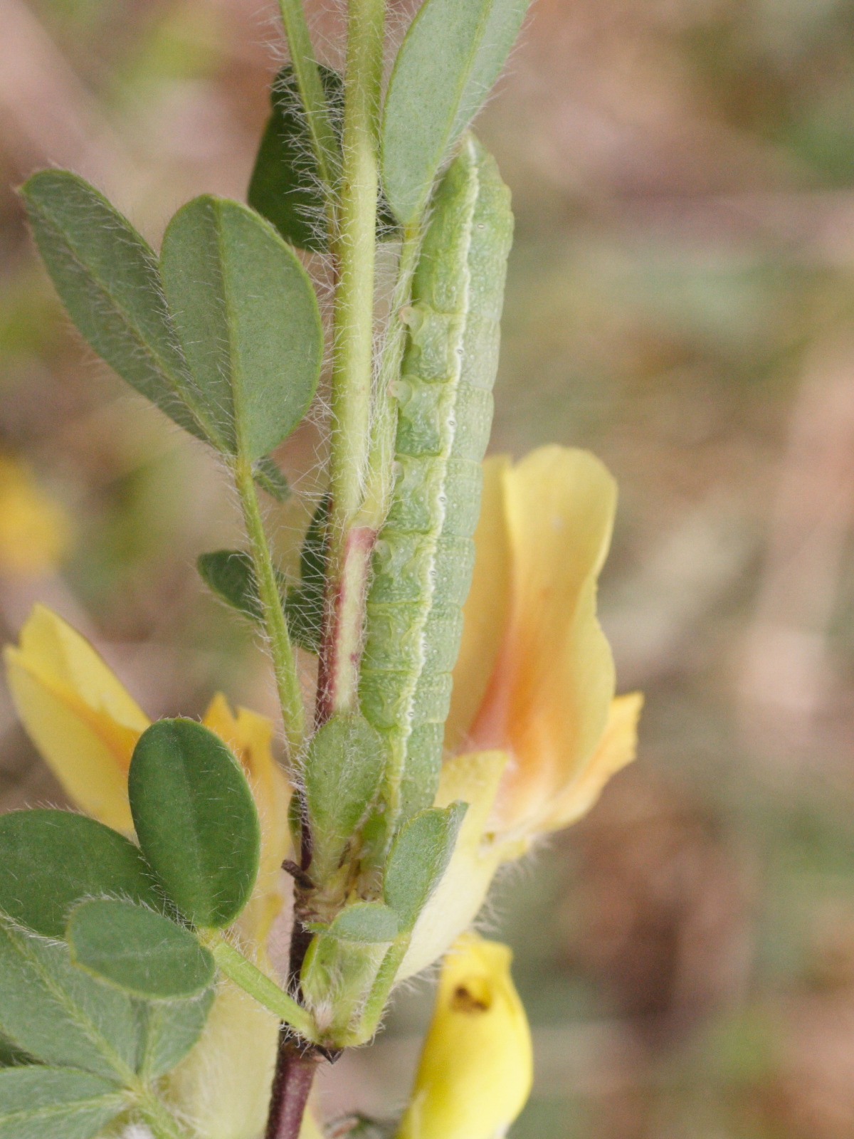 agrochola_lychnidis_ch1md