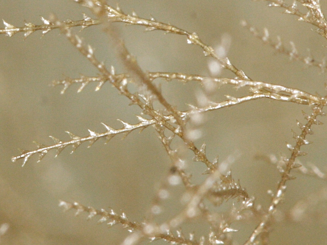 amphisbetia_operculata3md