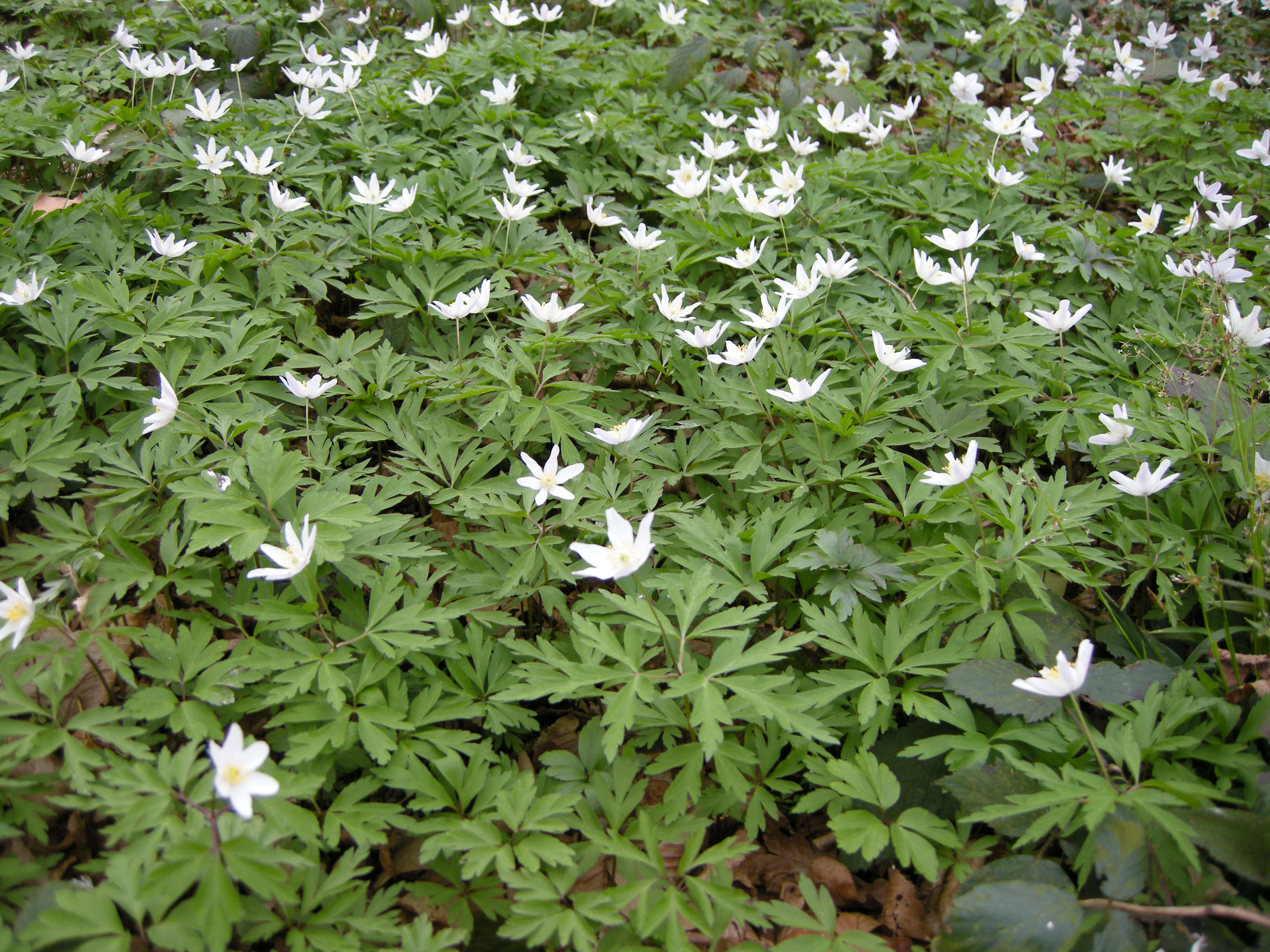 Afficher le média anemone_nemorosa3md anemone_nemorosa3md