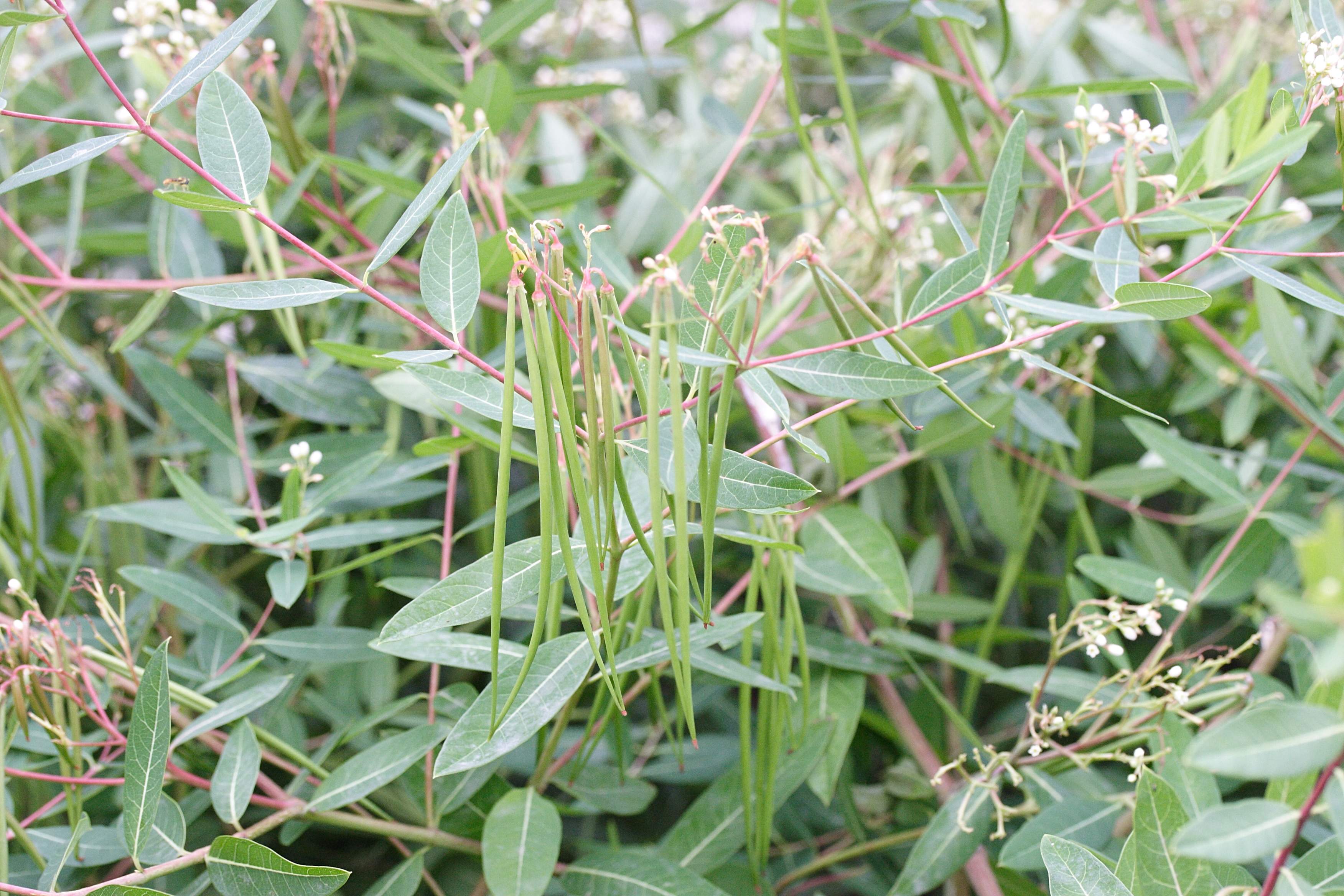 apocynum_cannabinum2md