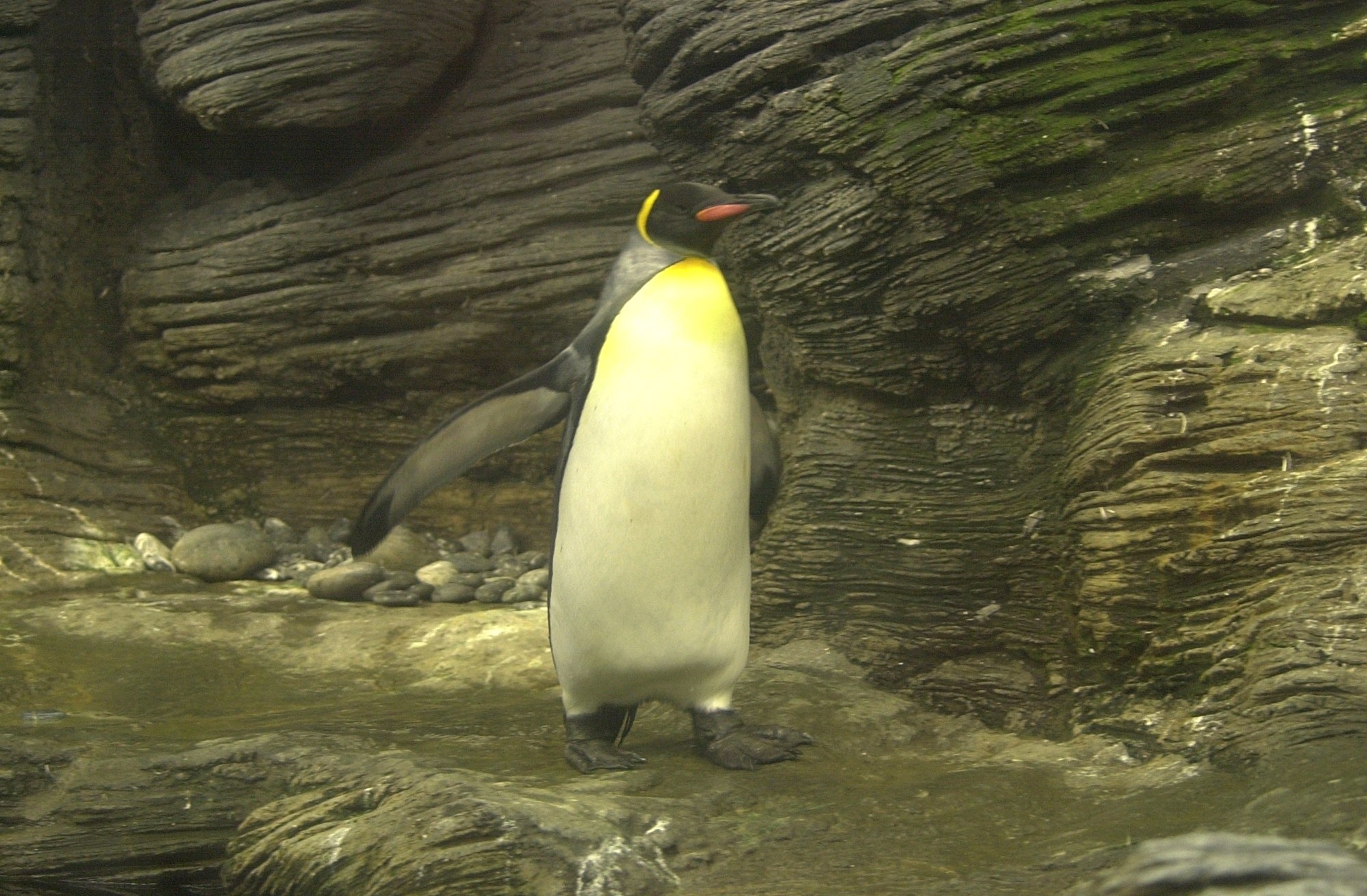 Aptenodytes_patagonicus