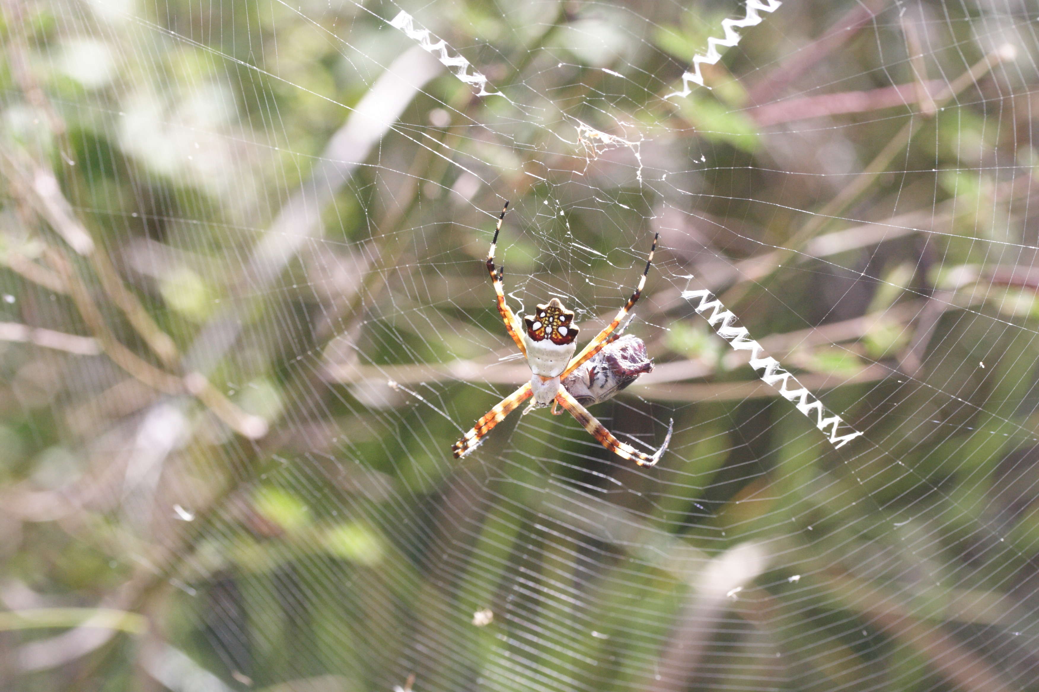 argiope_argentata1amd