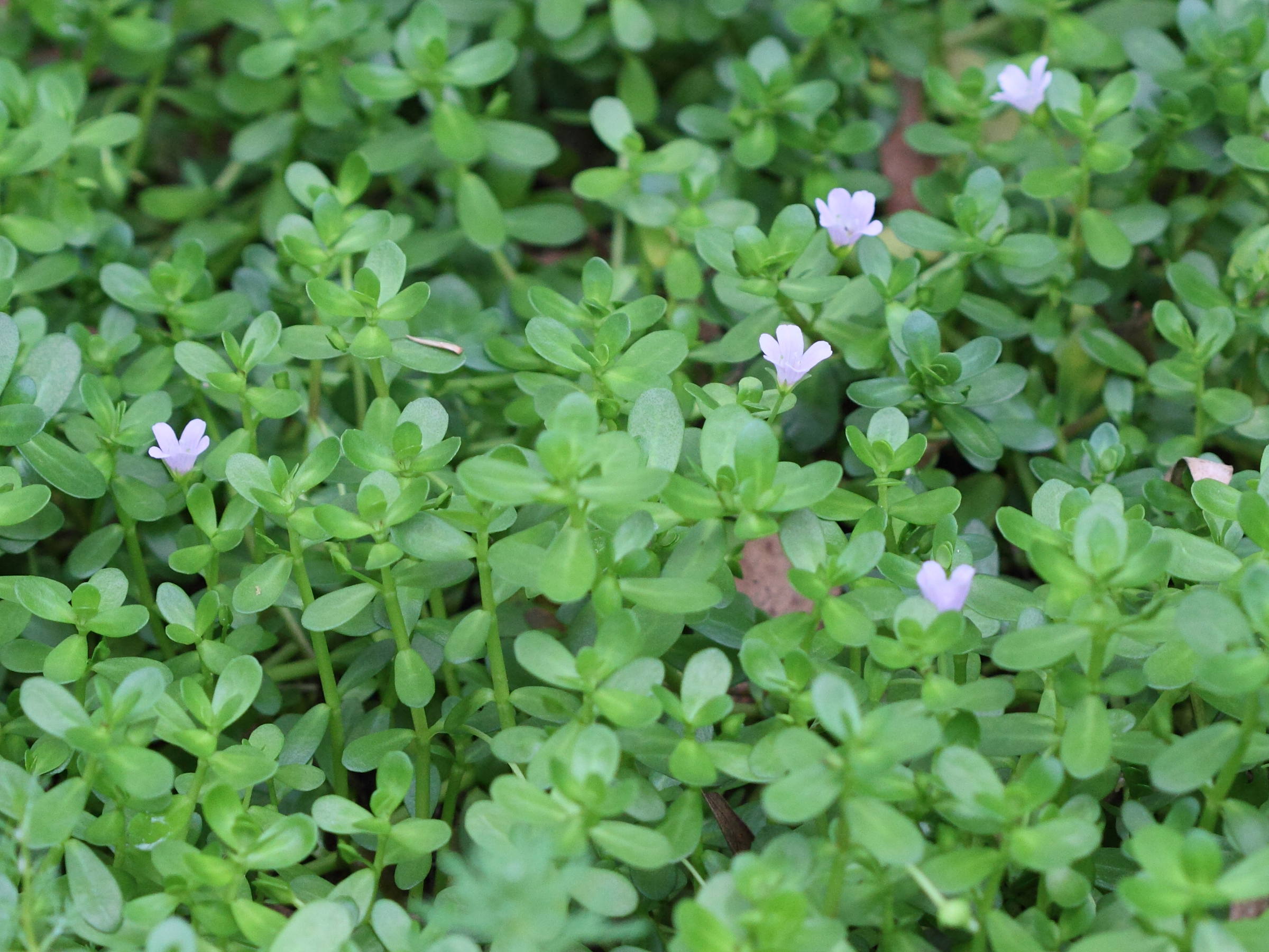 bacopa_caroliniana1bd