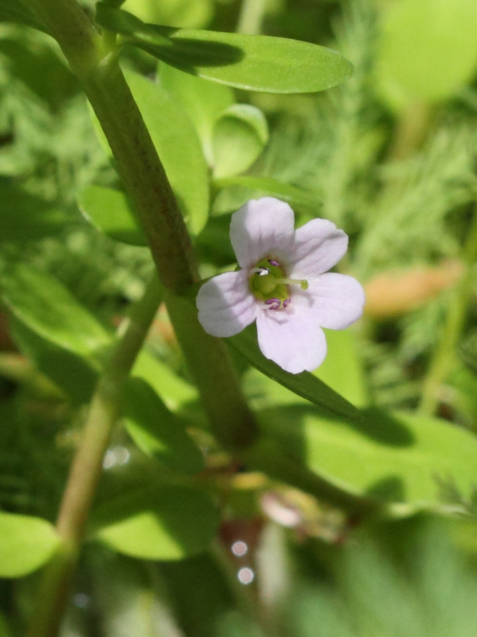 bacopa_caroliniana2bd