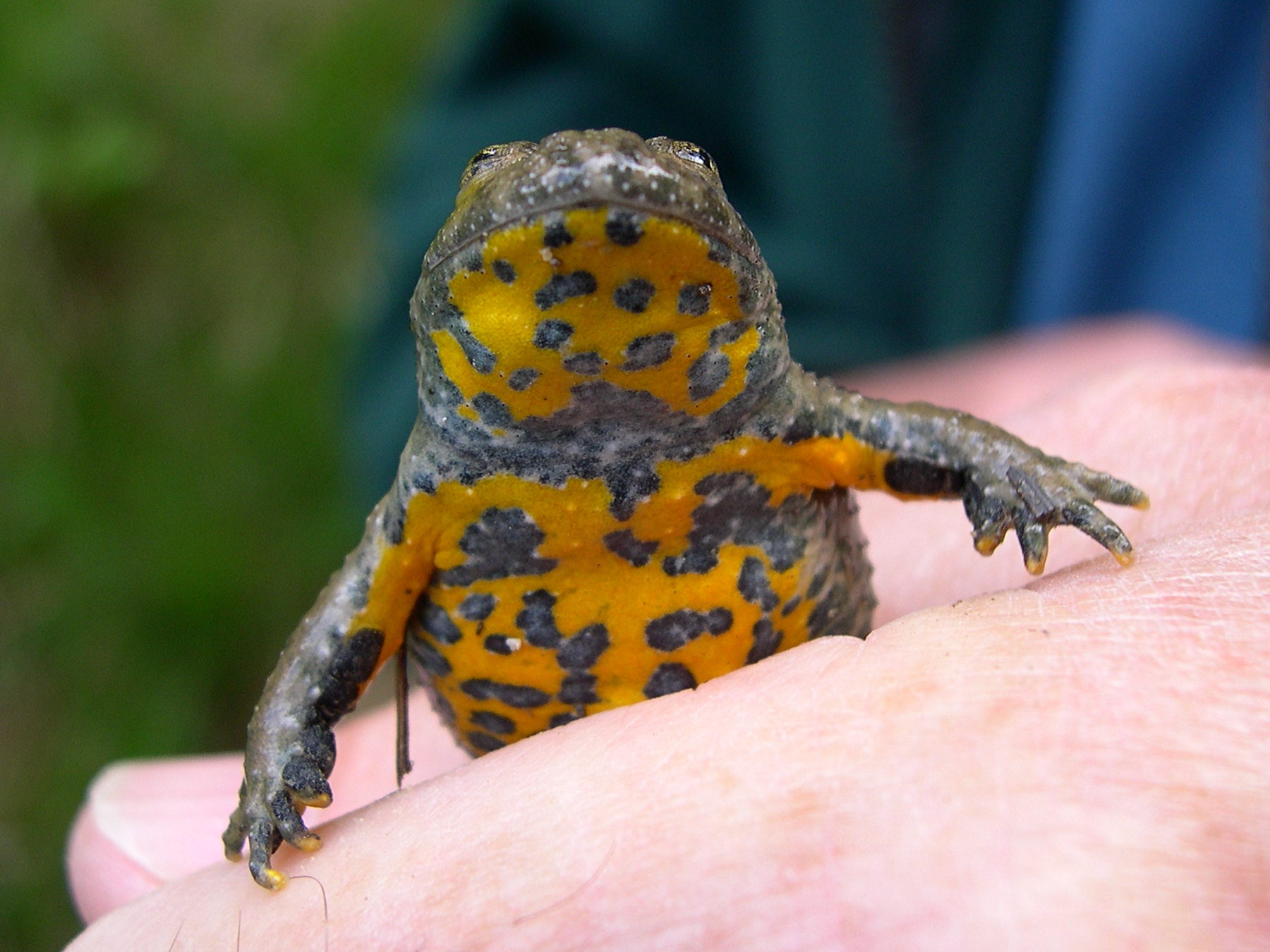 bombina_variegata2sd