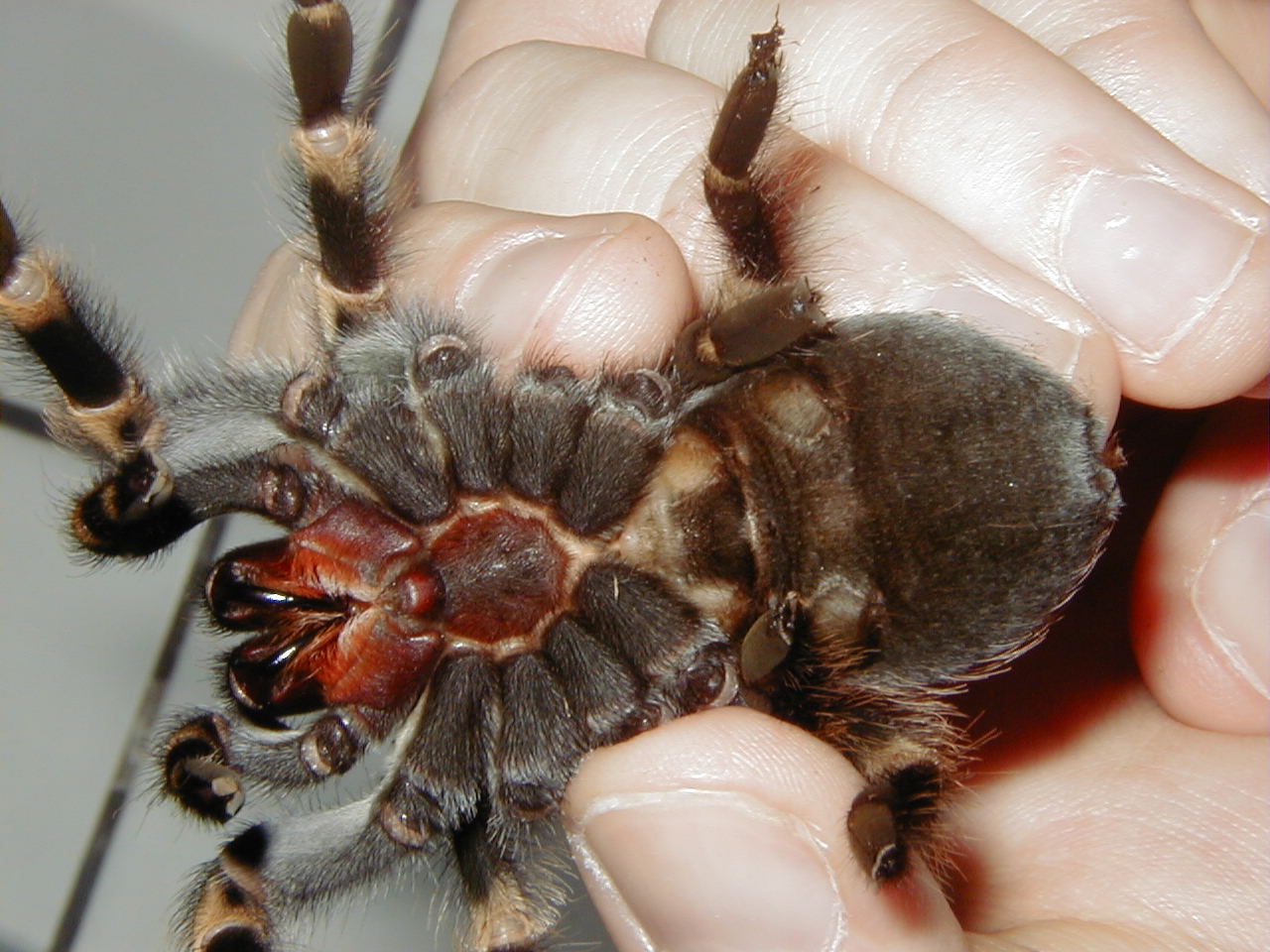 brachypelma_smithi5md