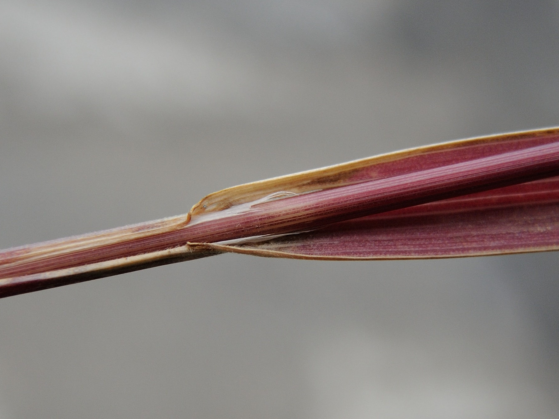 bromus_madritensis3md